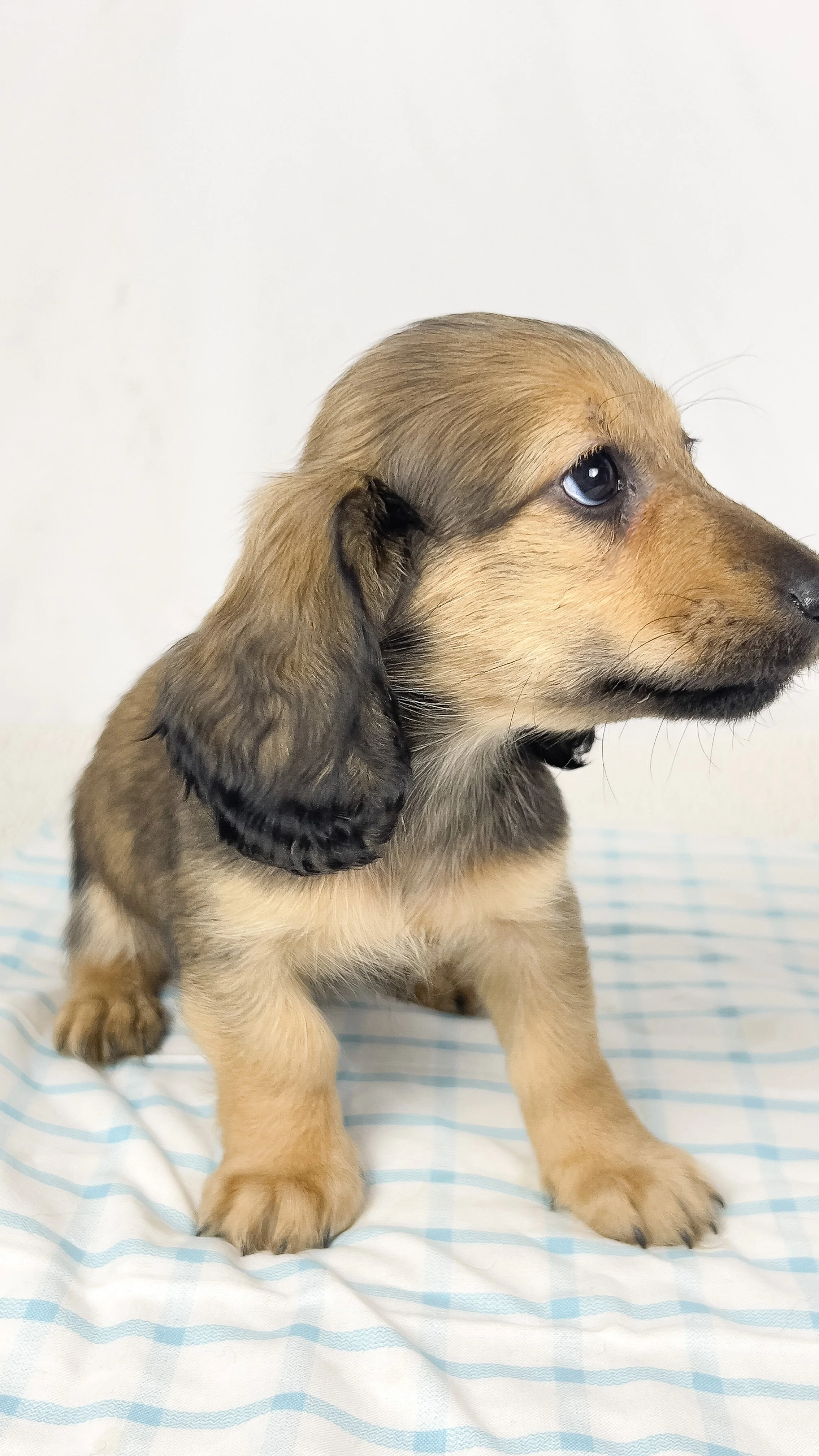 Frank aka Juiceppi (RESERVED, longhaired boy)