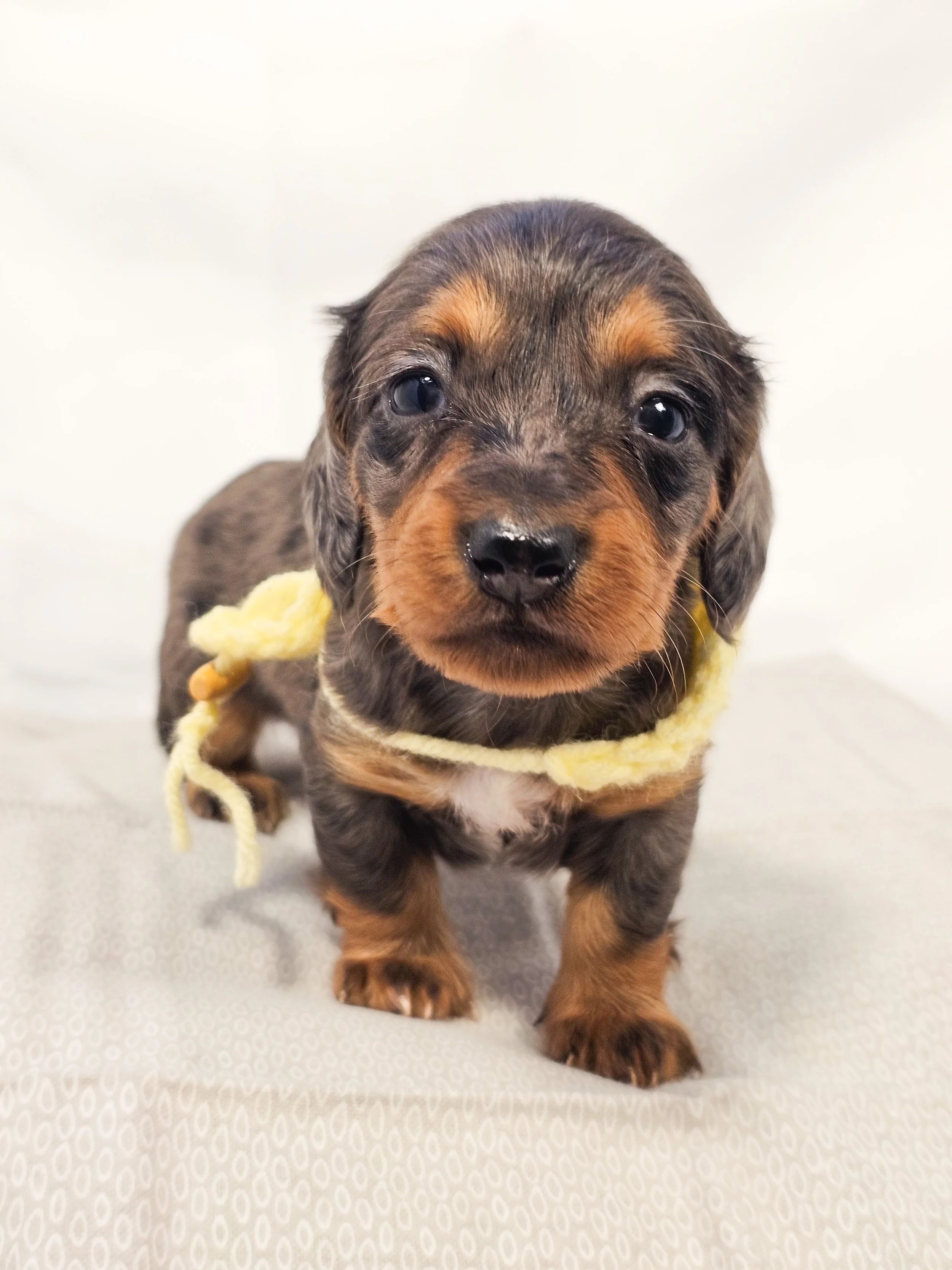 Peeps (RESERVED, longhaired girl)