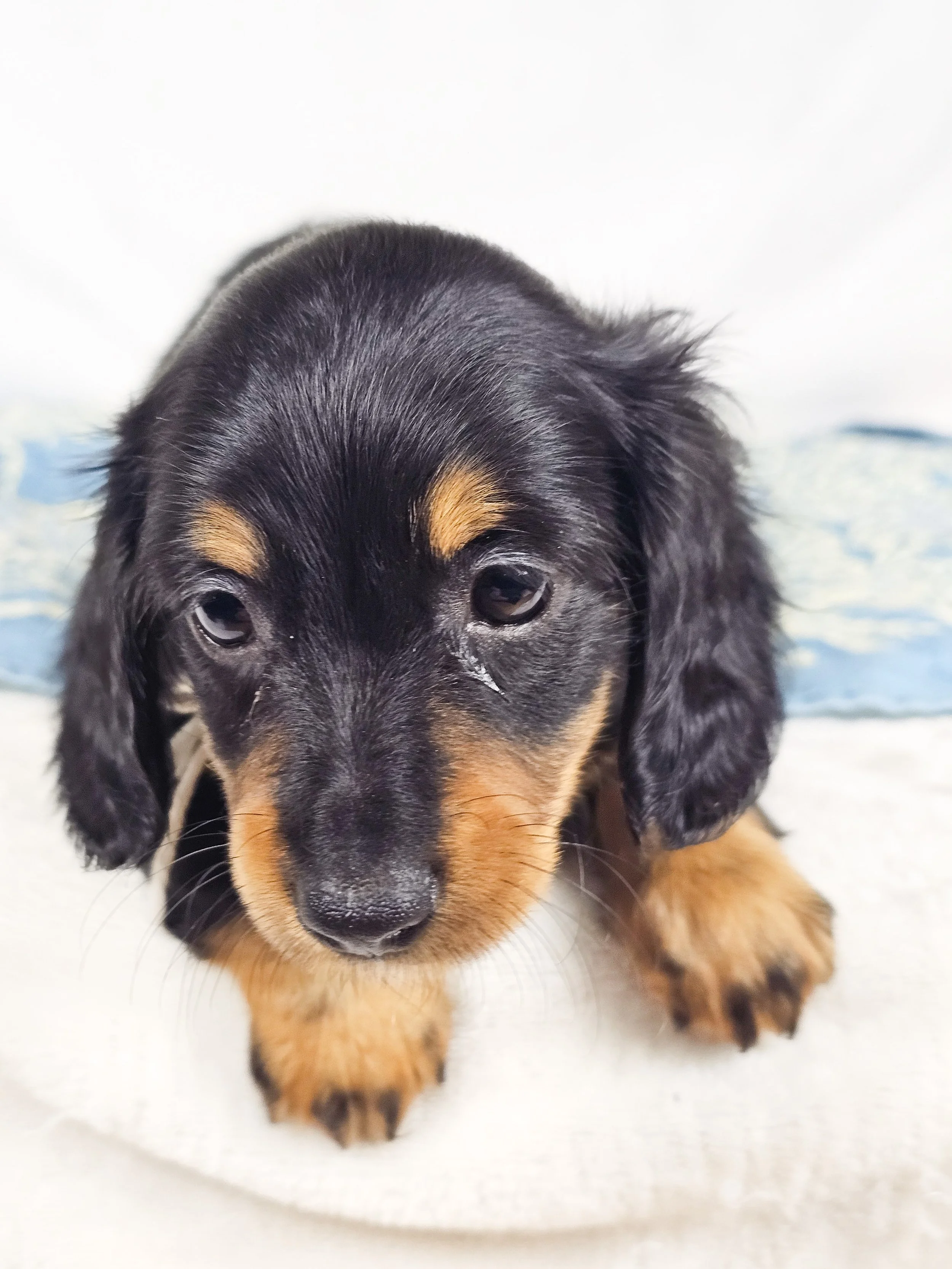 Dill pickle aka Arlo (RESERVED, longhaired boy)
