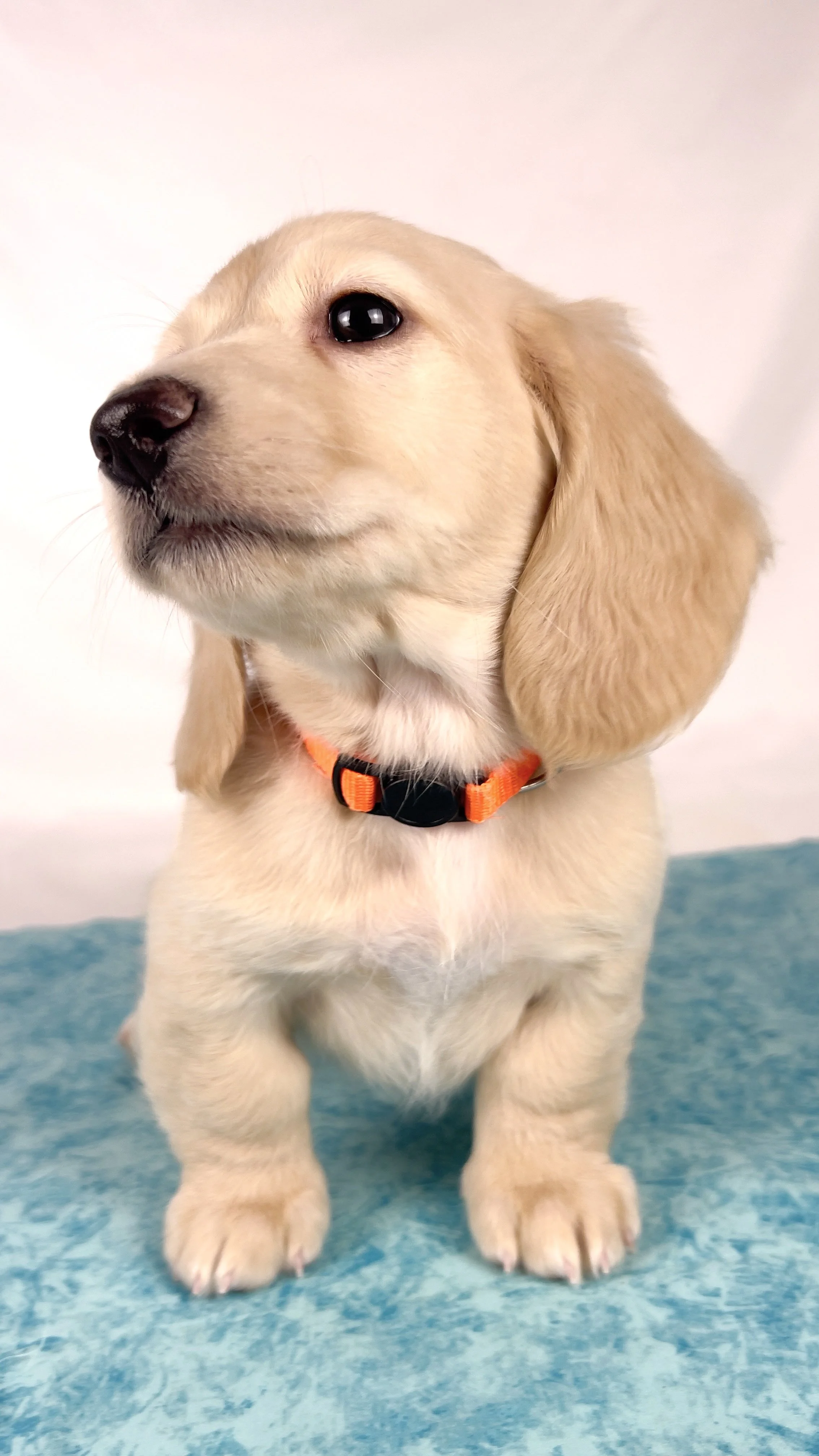 Cheddar aka Benson (RESERVED, longhaired boy)