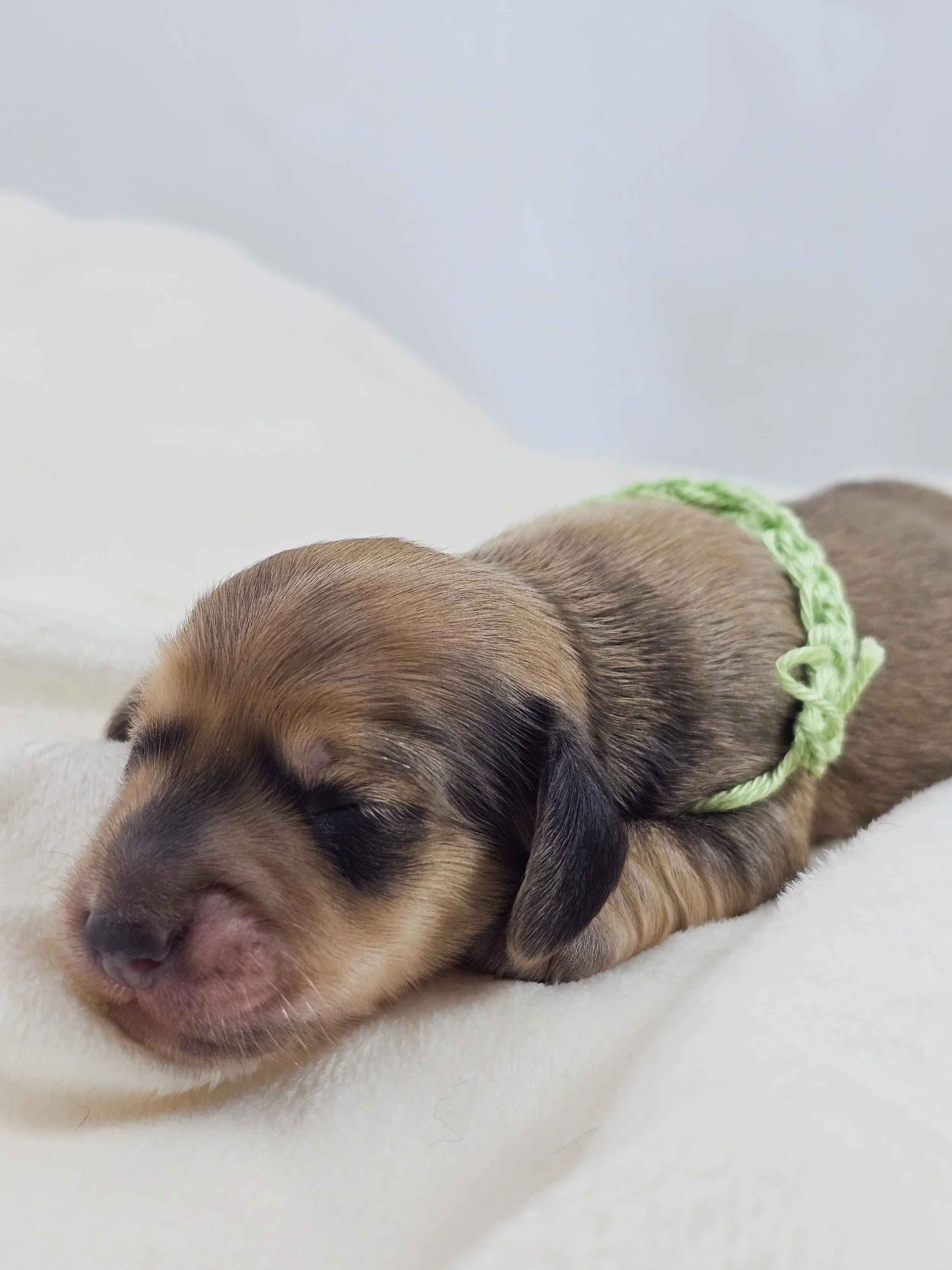 Pickles (longhaired boy, $3300 with a $500 deposit towards total)