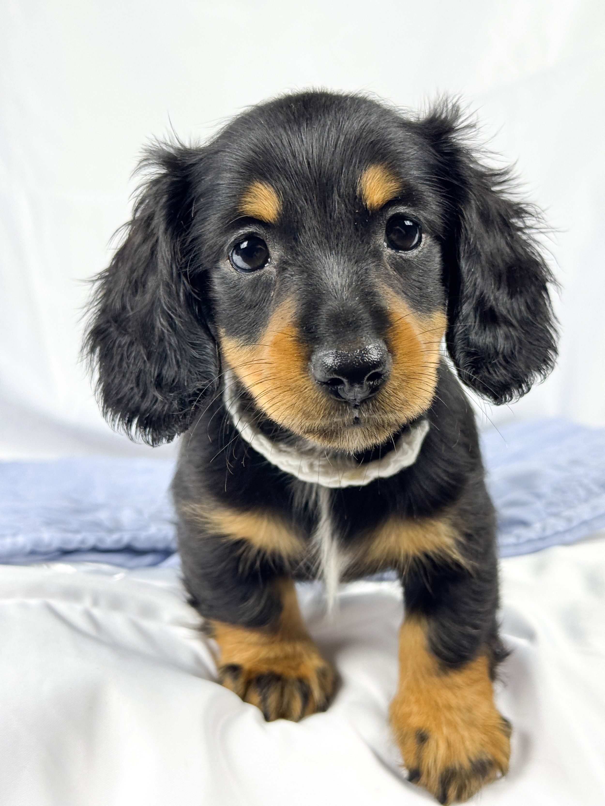 Dill pickle aka Arlo (RESERVED, longhaired boy)