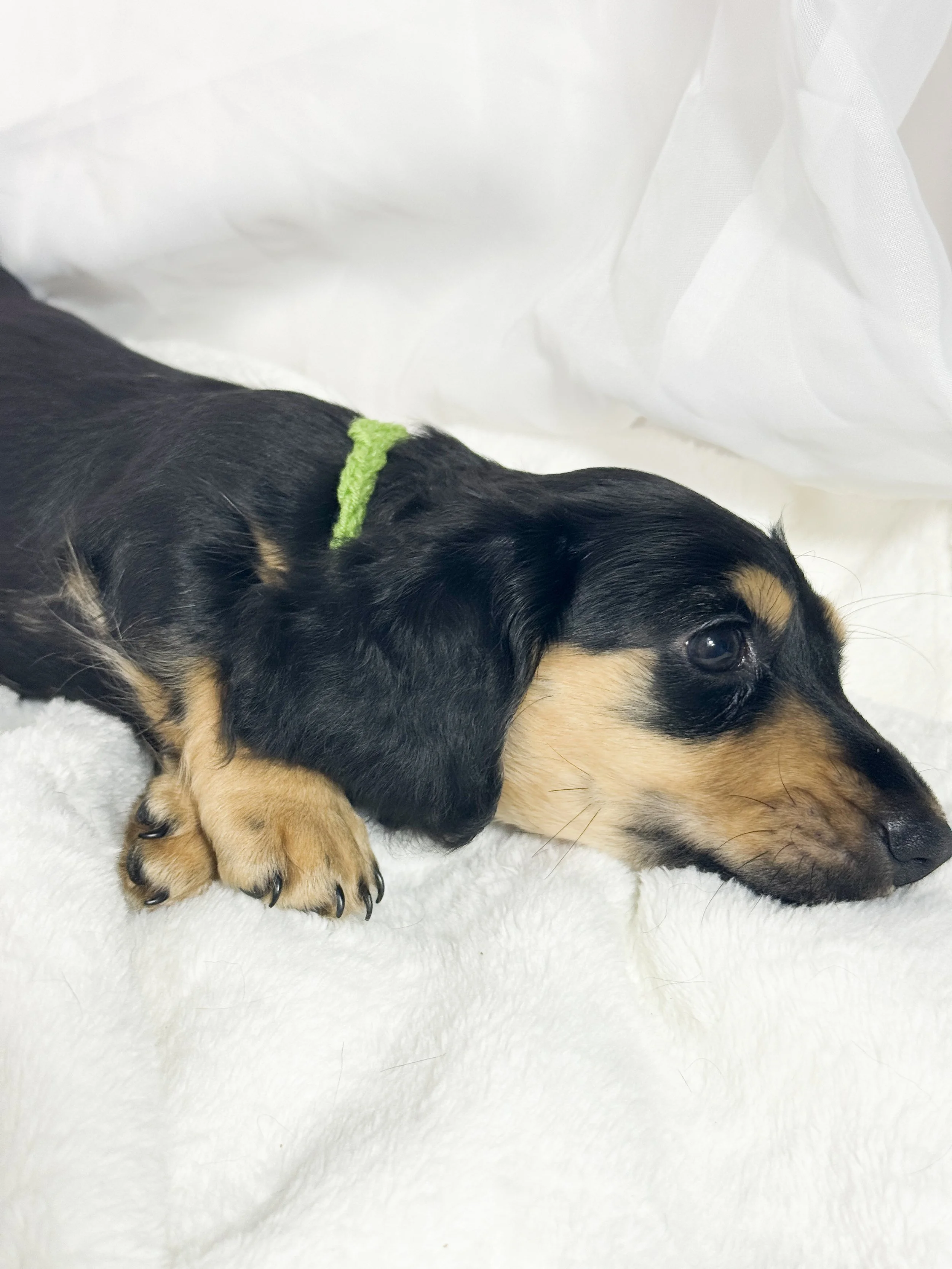 Pistachio Cream (RESERVED, longhaired girl)