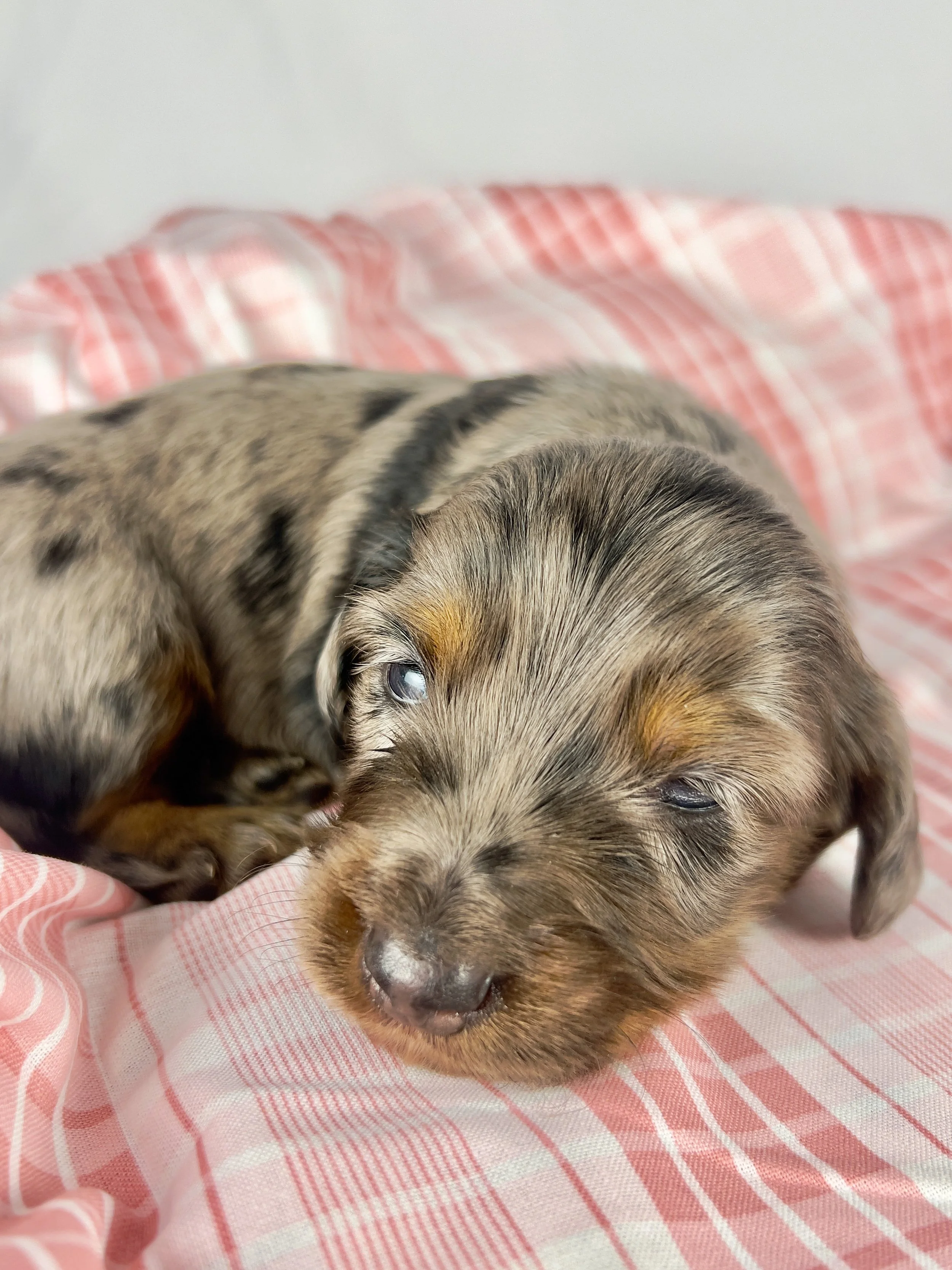 Cadbury aka Winston (RESERVED, longhaired boy)