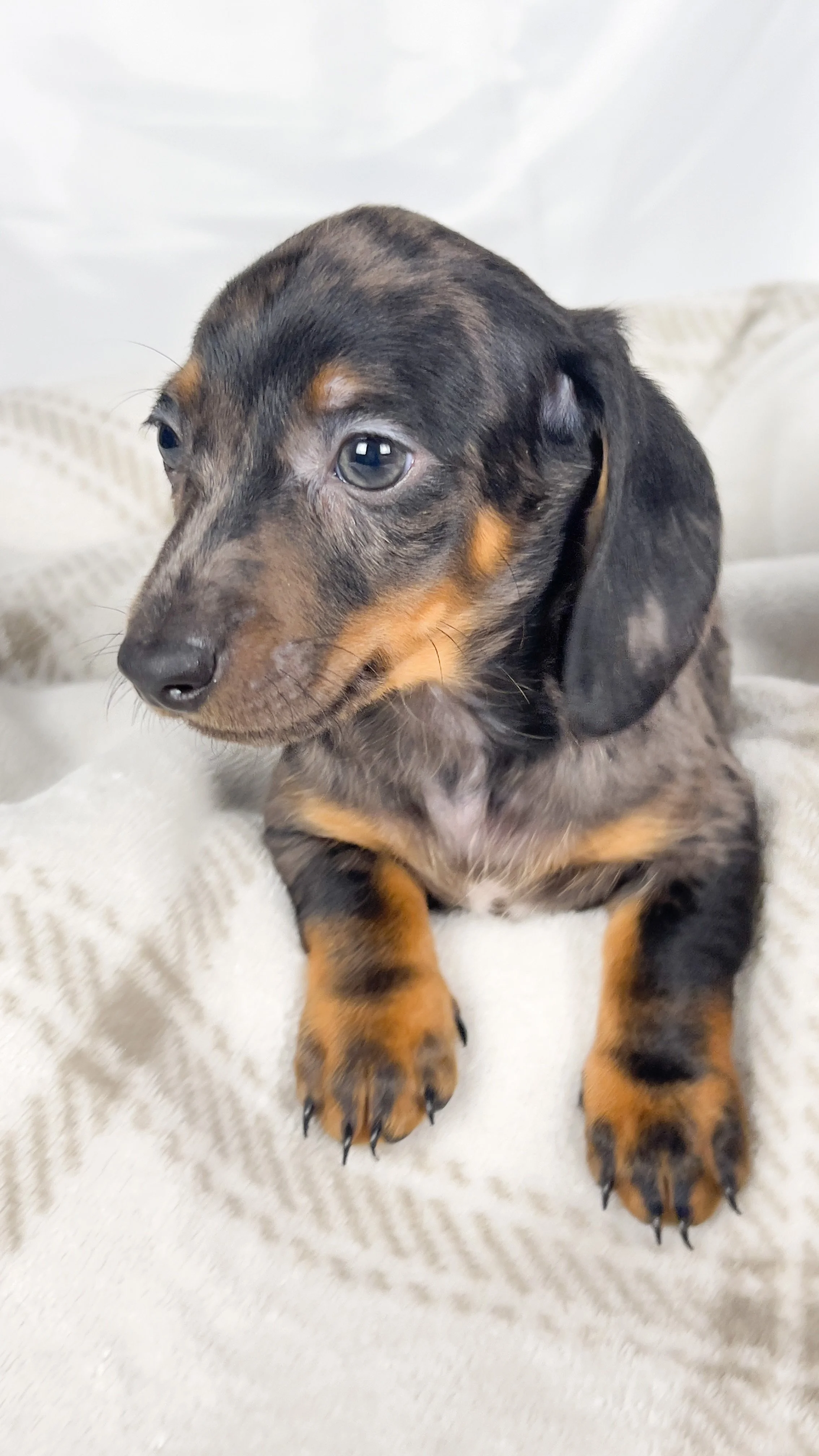 Lychee (RESERVED, shorthaired boy)