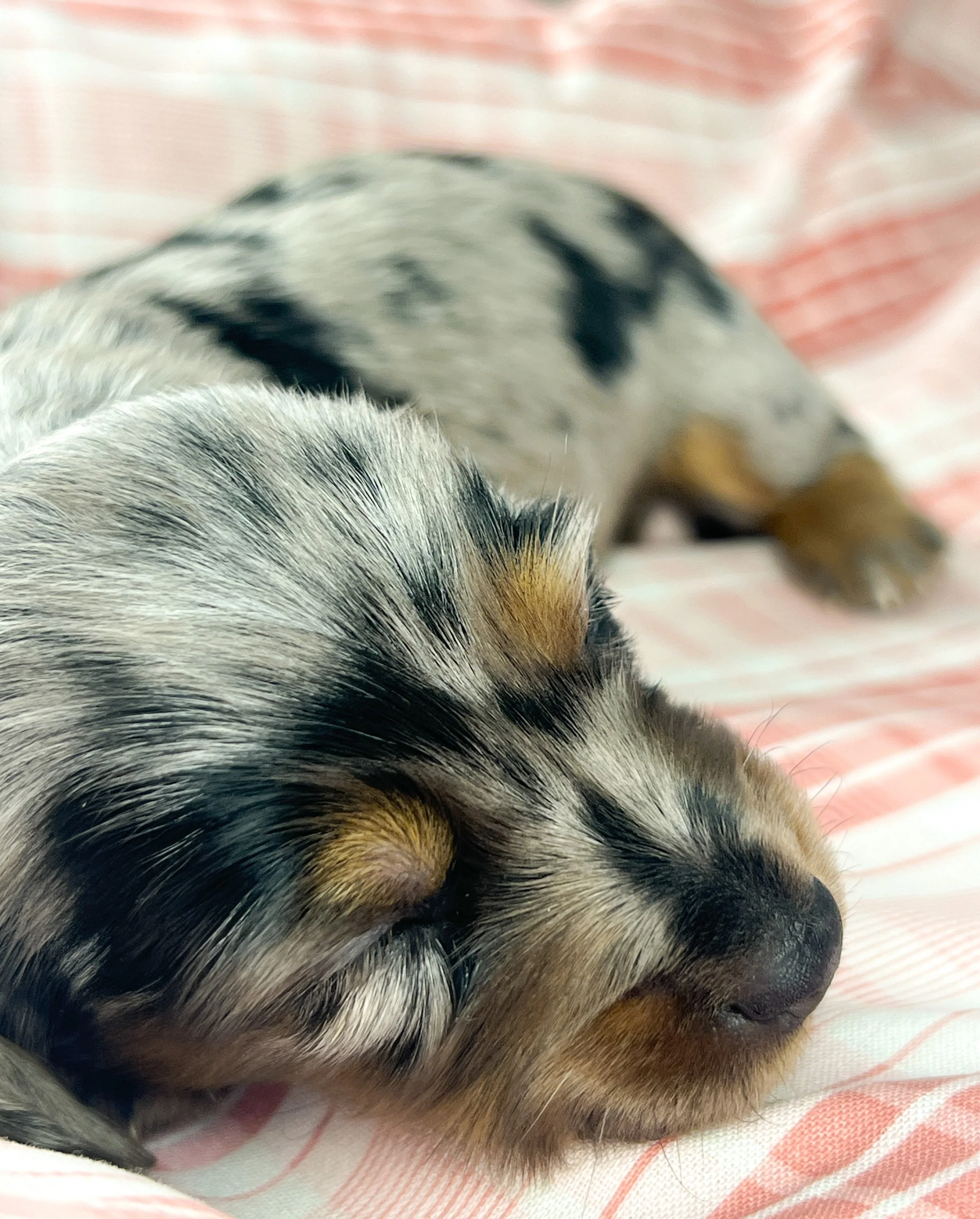 Egg aka Winnie (RESERVED, longhaired girl)