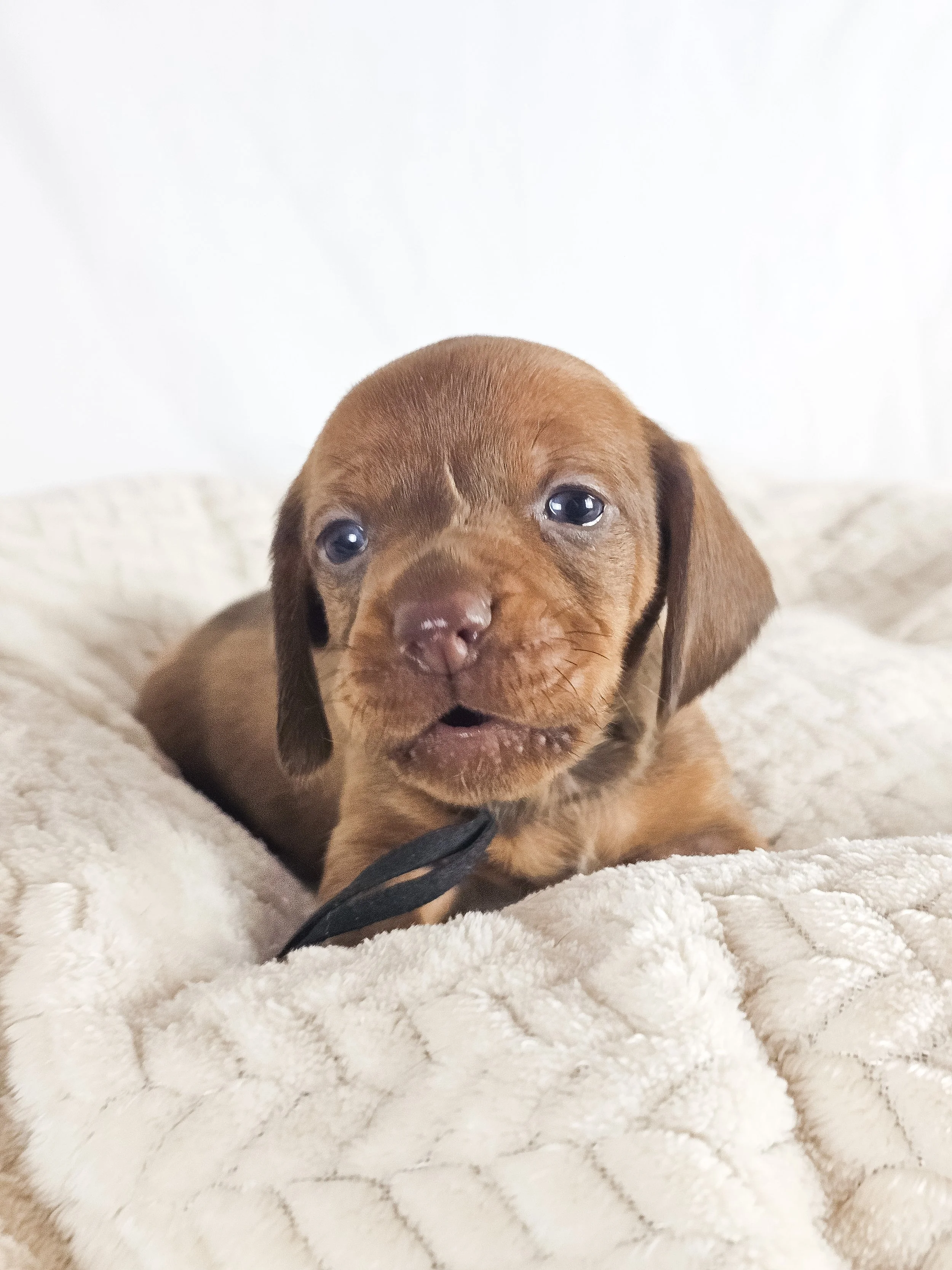 Thai tea (shorthaired boy, $2000 with a $500 deposit towards total)