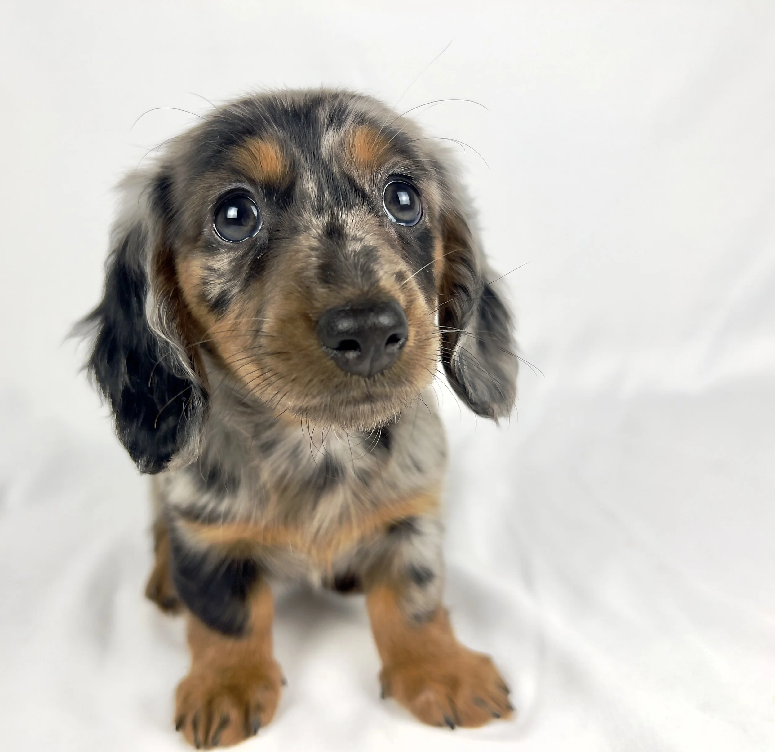 Egg aka Winnie (RESERVED, longhaired girl)