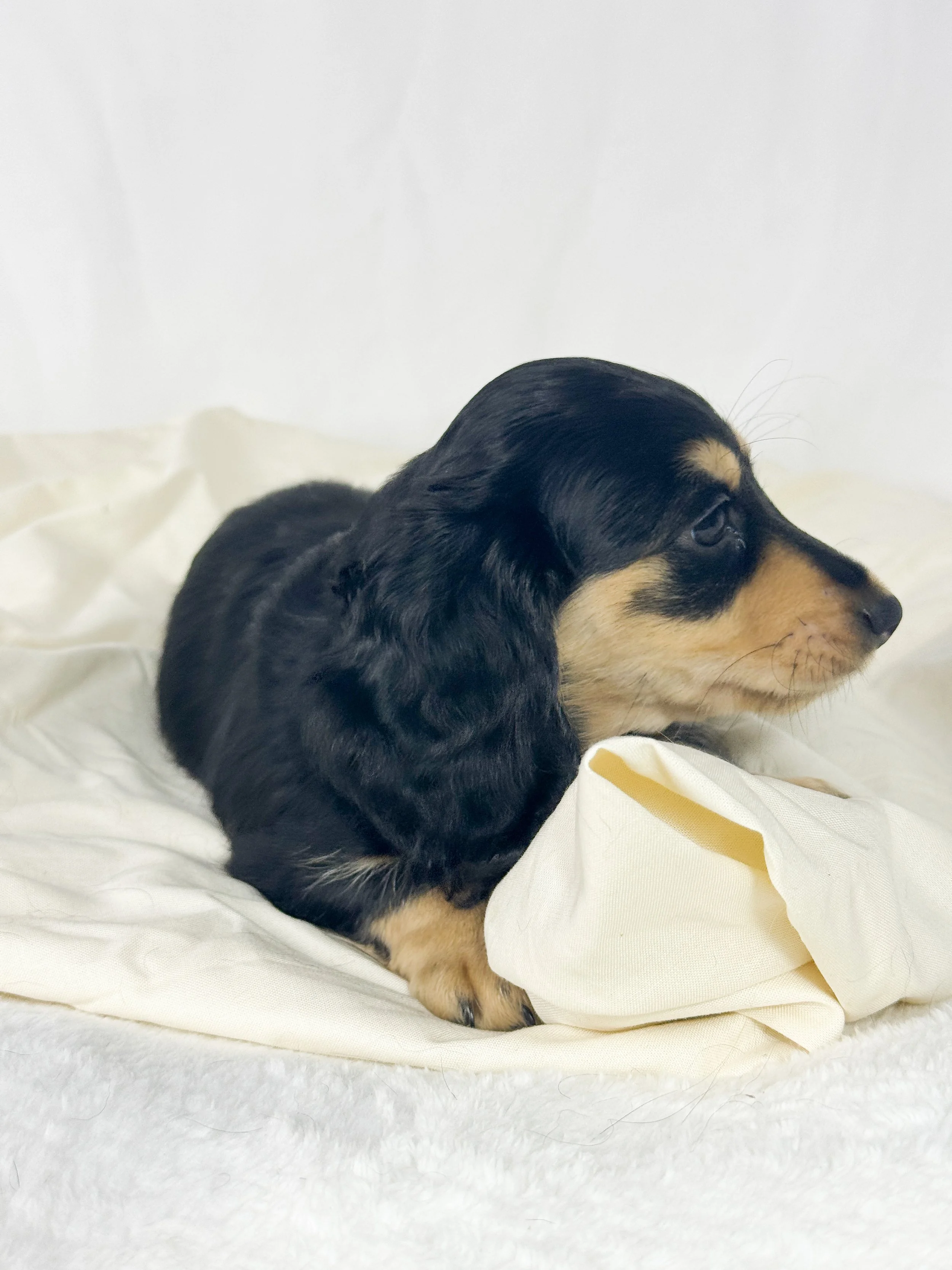Salted Caramel Cream aka Ofi (RESERVED, longhaired girl)