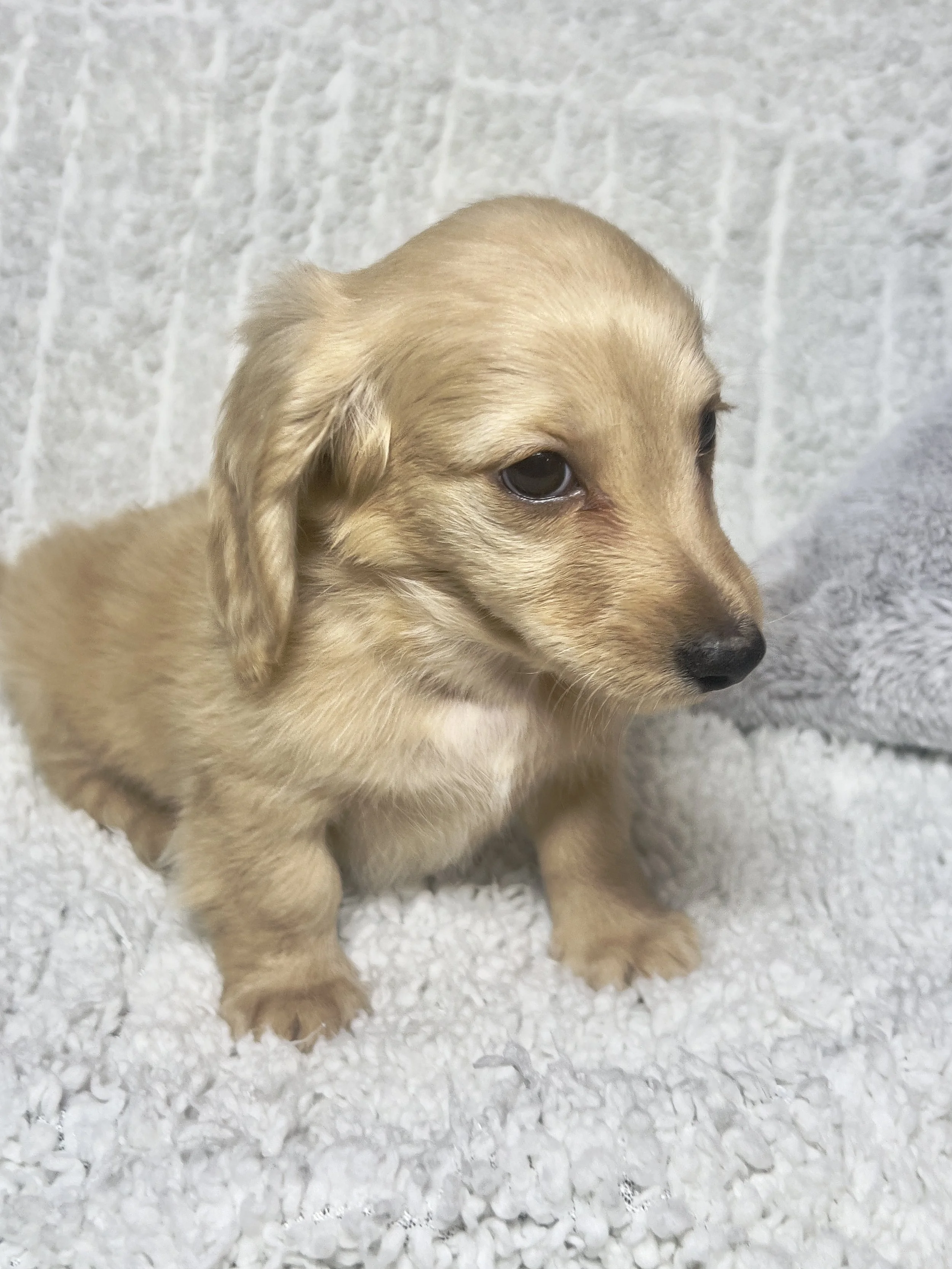 Sparkler aka Cannoli (RESERVED, longhaired boy)