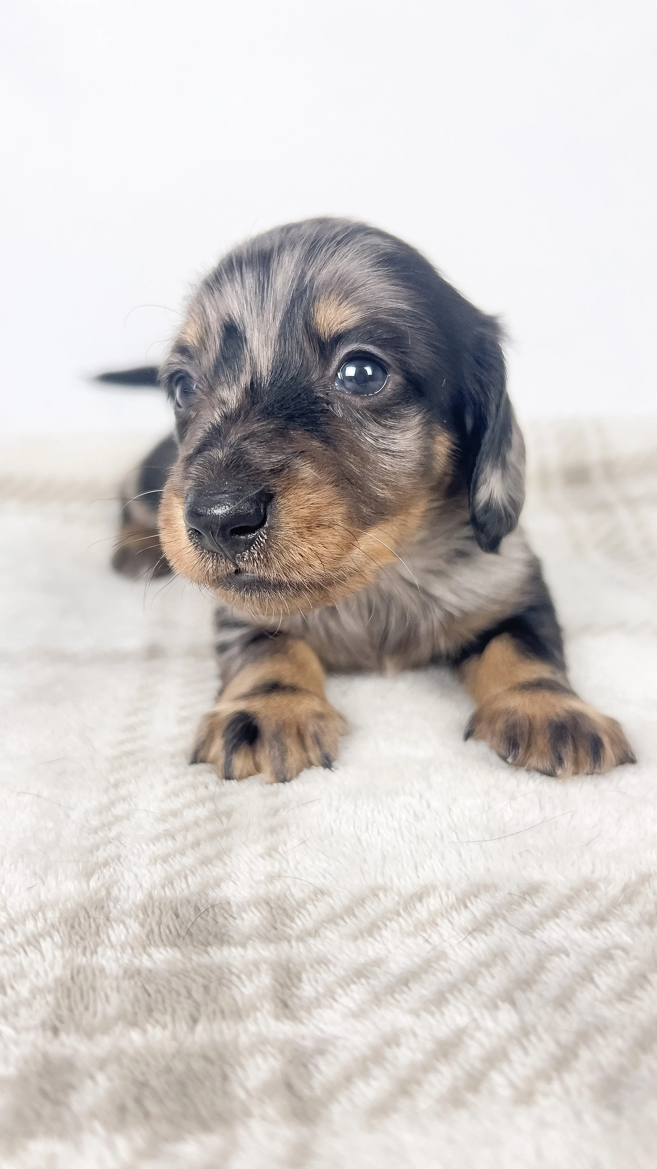 Strawberry aka Tank (RESERVED, longhaired boy)