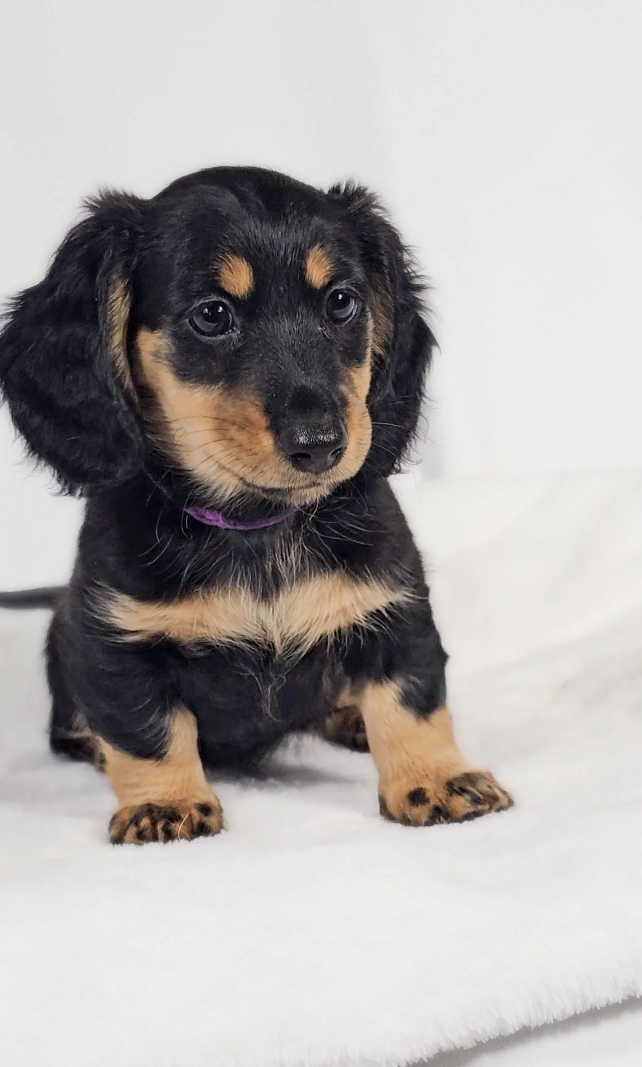 Shore aka Vienna (RESERVED, longhaired girl)