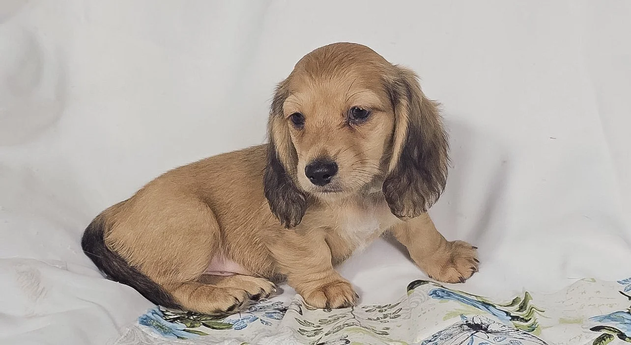Pickles aka Tyson (RESERVED, longhaired boy)