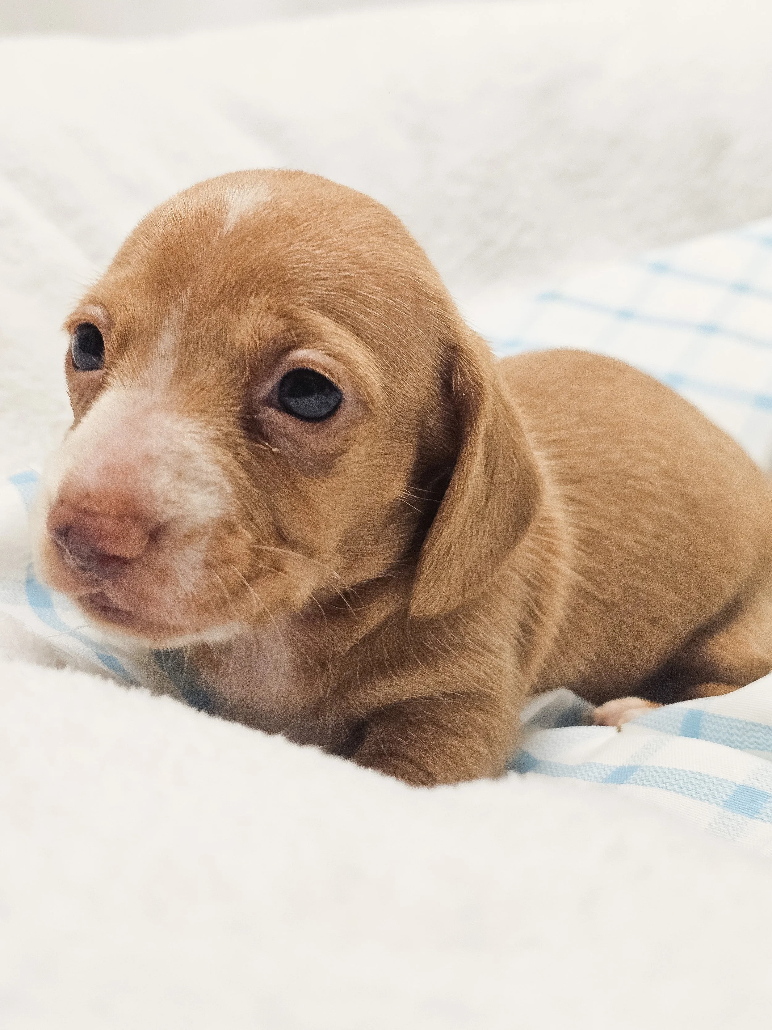 Spicy Jalapeño (shorthaired girl, $2000 with a $500 deposit towards total)