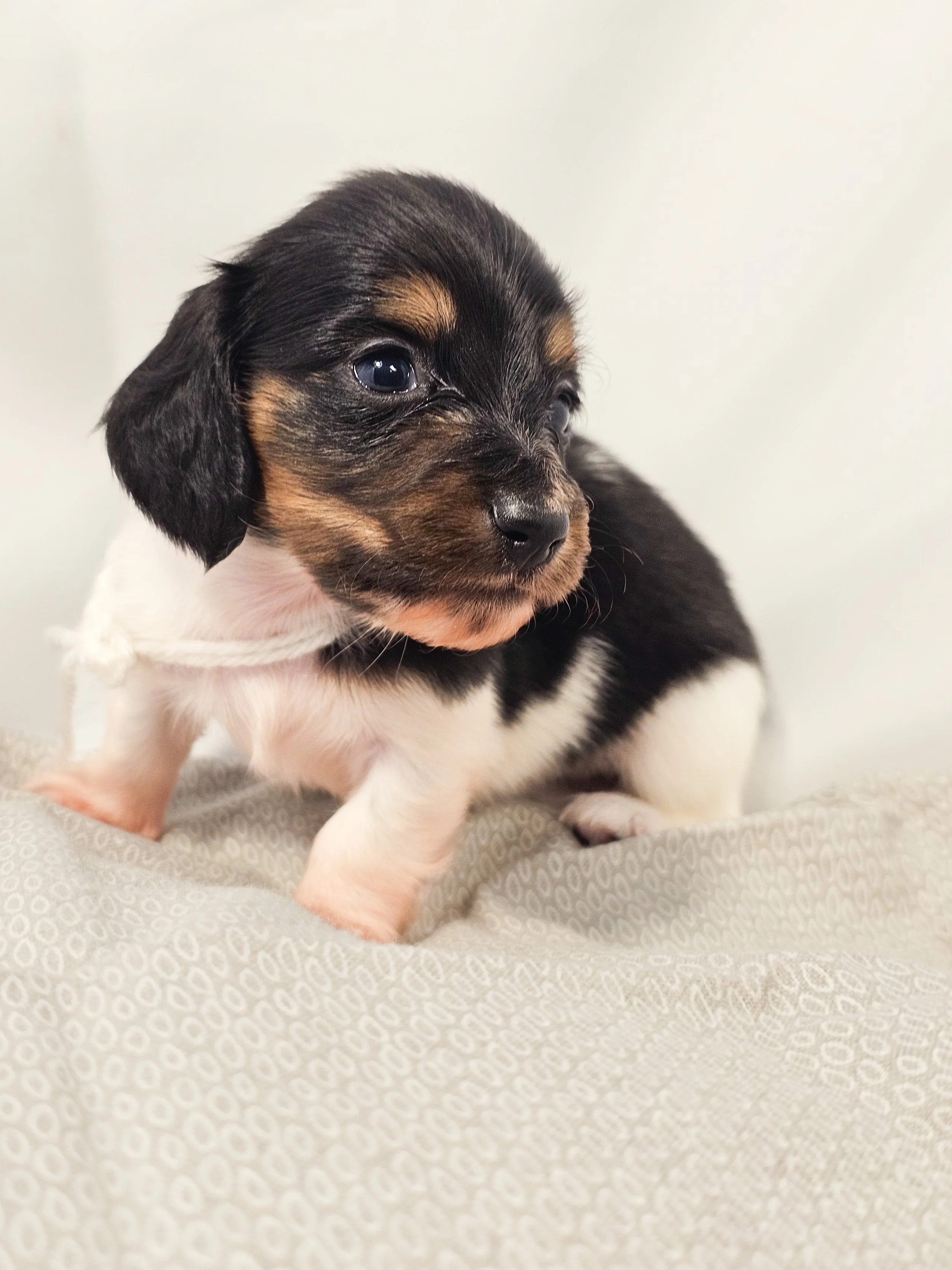 Marshmallow (longhaired boy, $4000 with a $500 deposit towards the total)