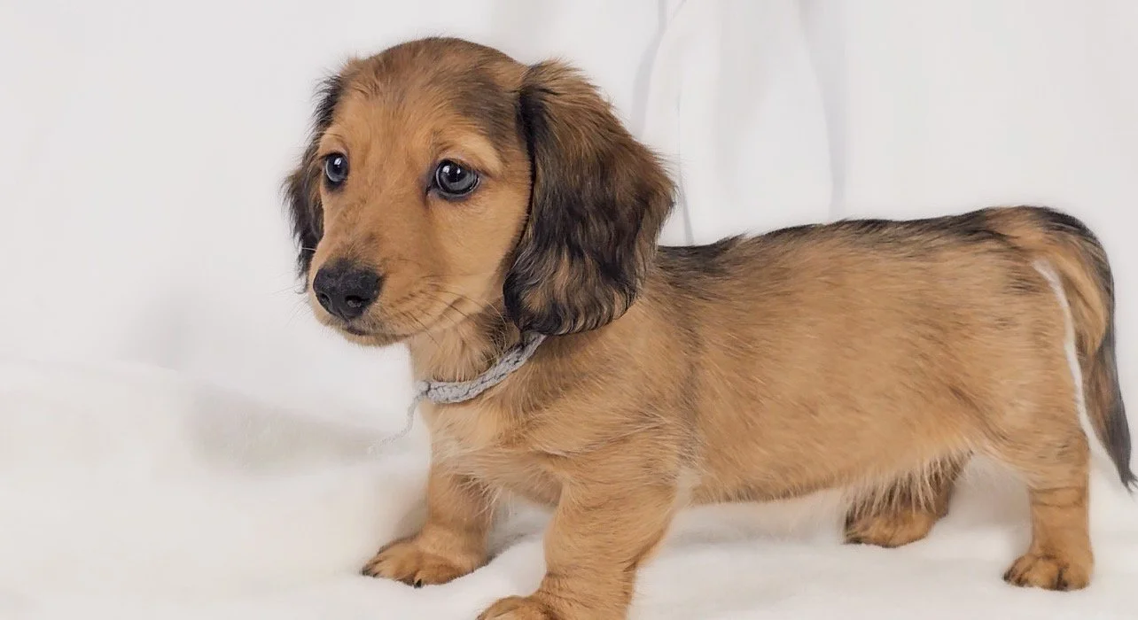 Shell (RESERVED, longhaired boy)
