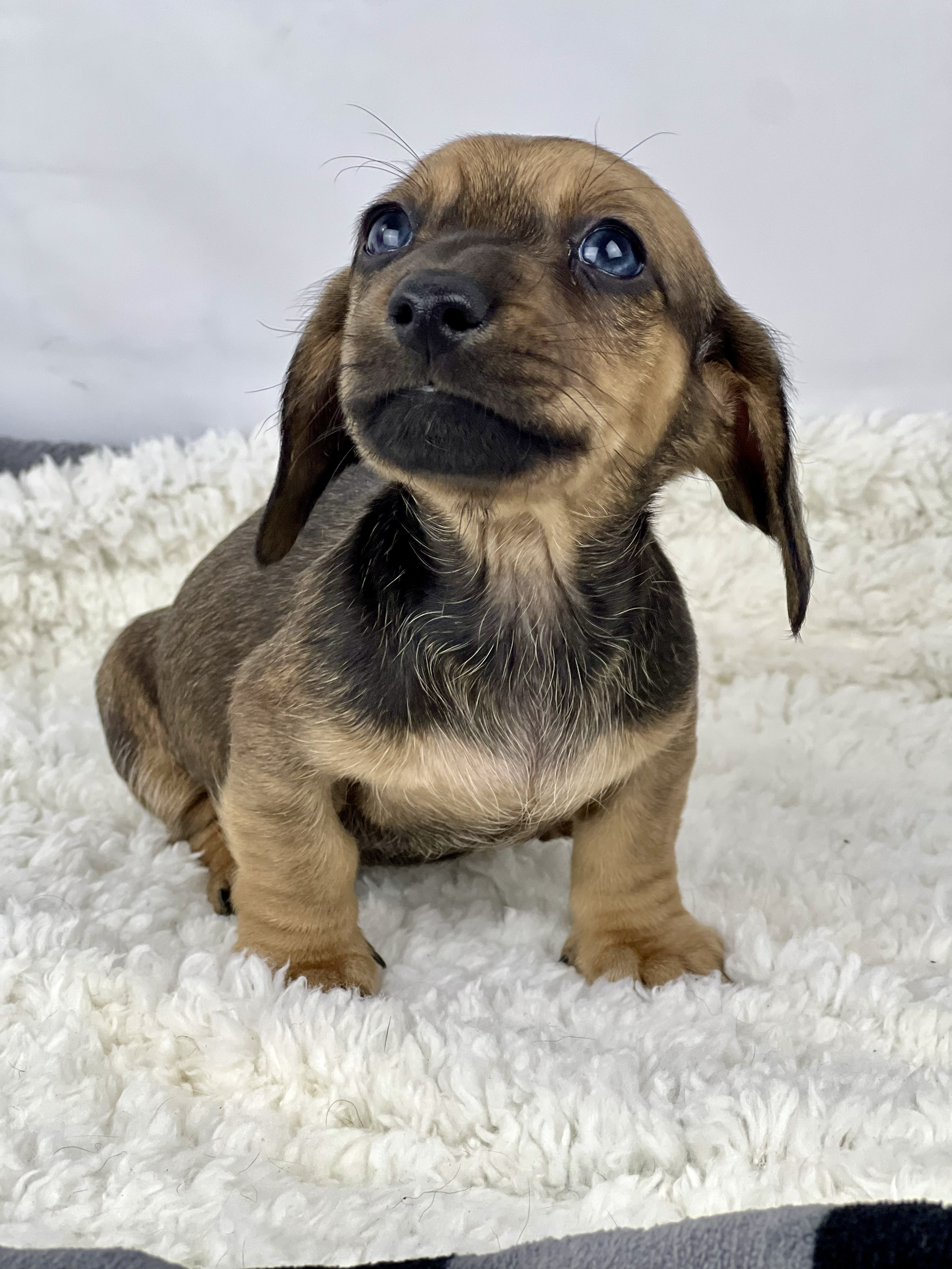 Pumpkin Latte aka Jerry (RESERVED, shorthaired boy)