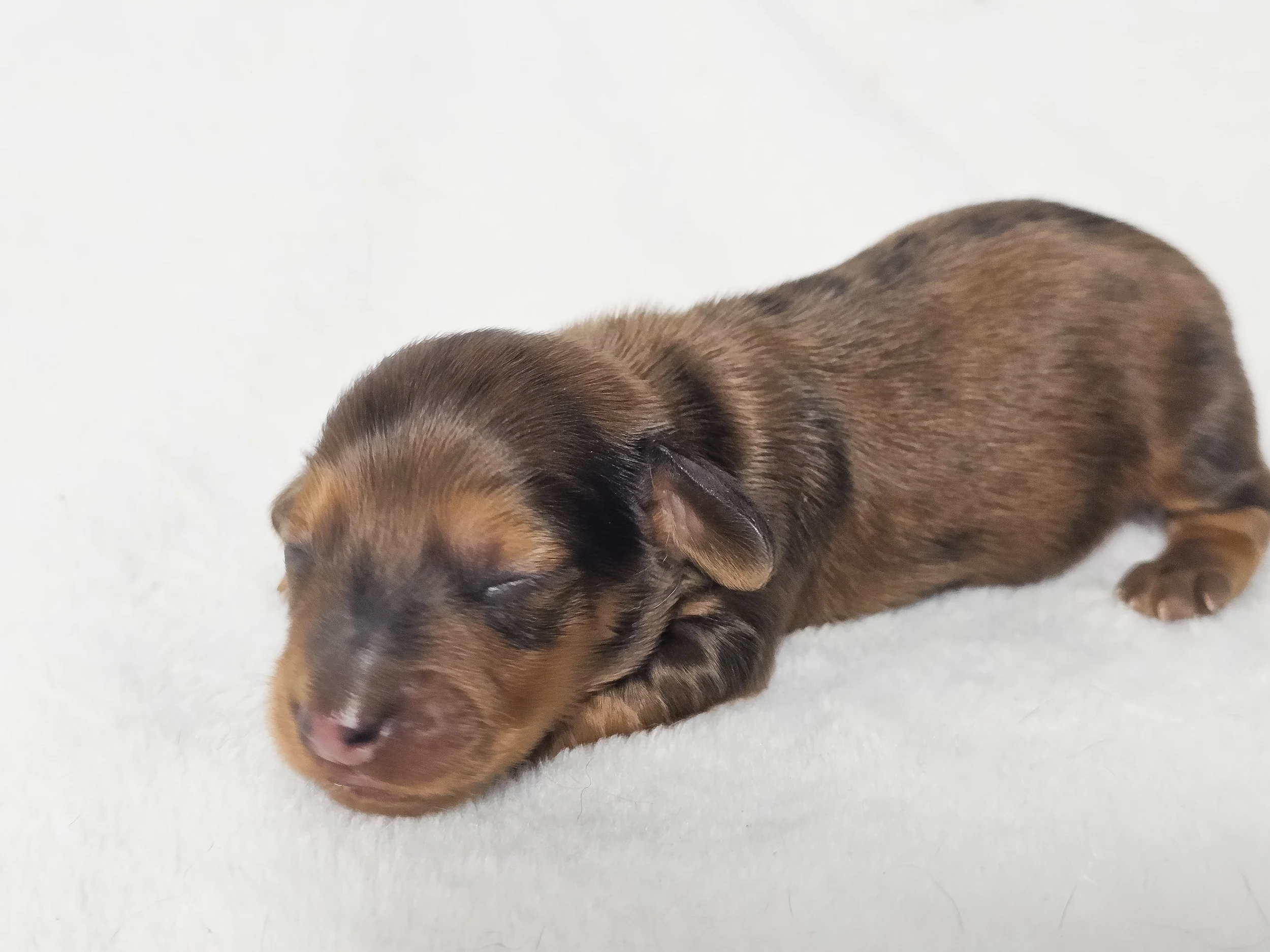 Plum (longhaired boy, $3000 with a $500 deposit towards total)