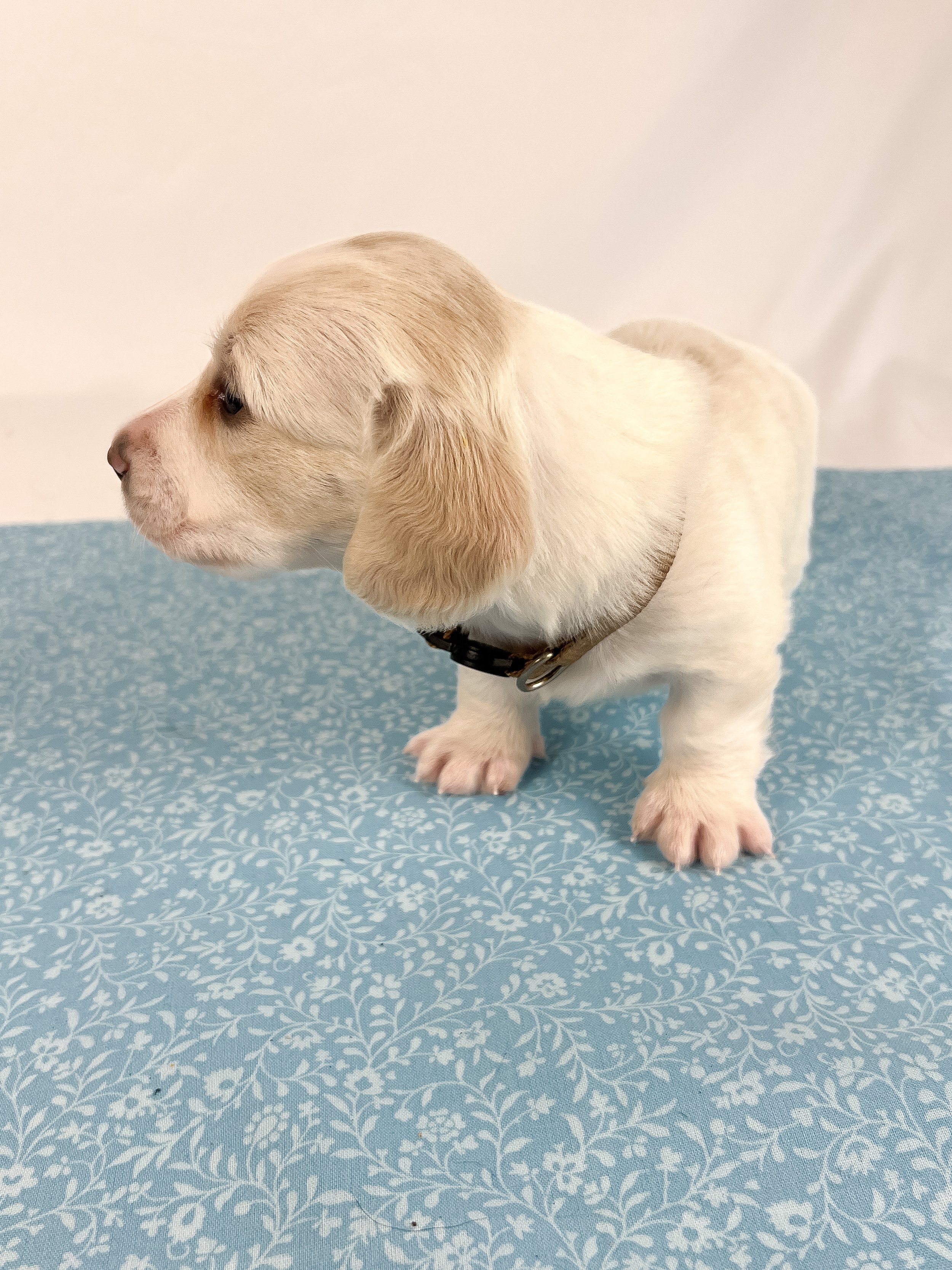 Pepperjack (longhaired boy, $4000 with a $500 deposit towards total)