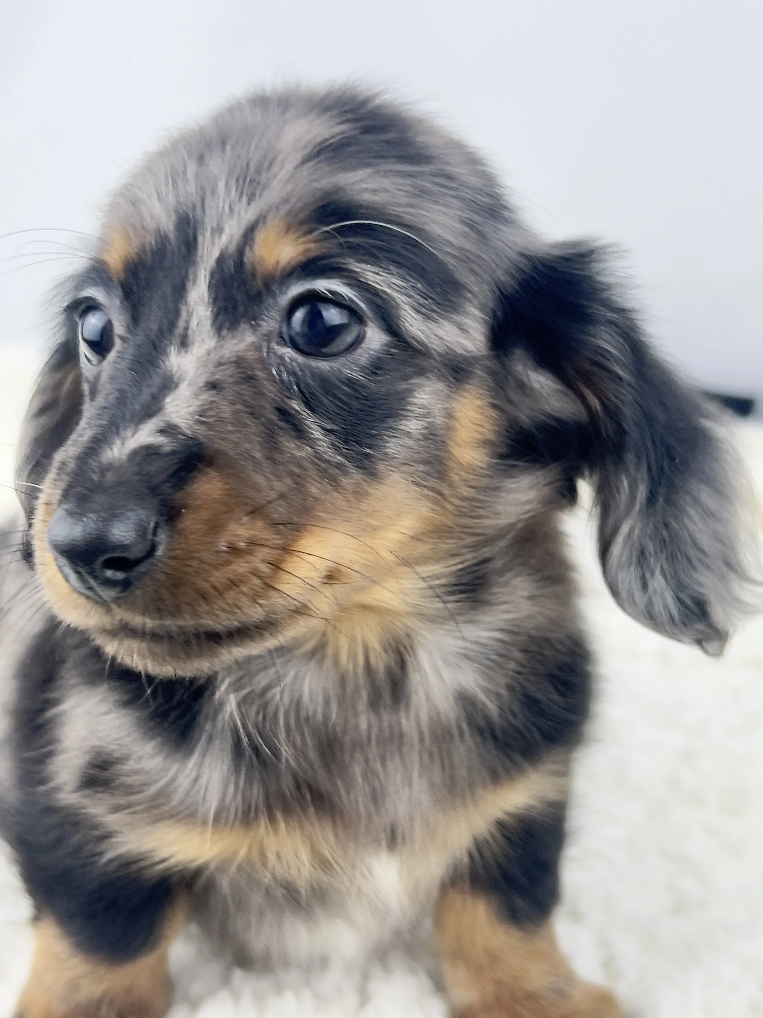Pumpkin Patch aka Wilbur (RERSEVED, longhaired boy)