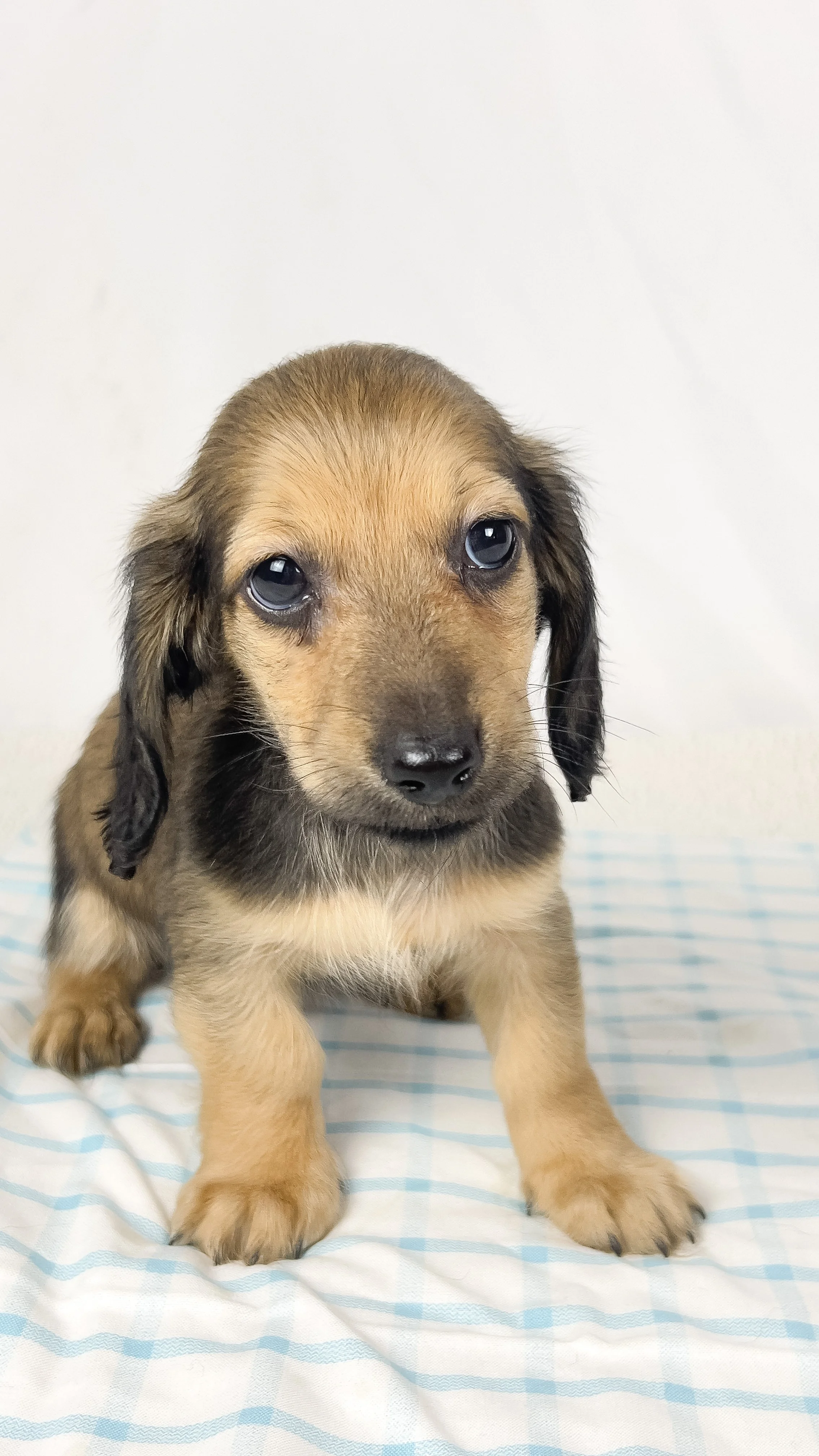 Frank aka Juiceppi (RESERVED, longhaired boy)