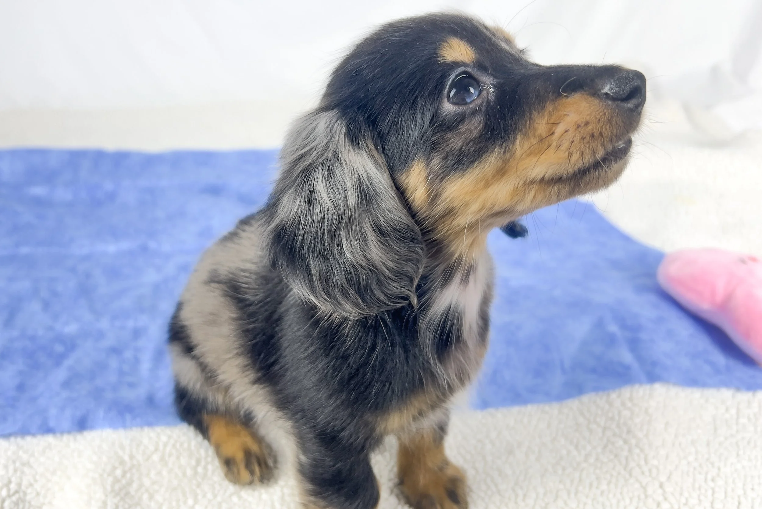 Chocolate aka Frankie (RESERVED, longhaired boy)