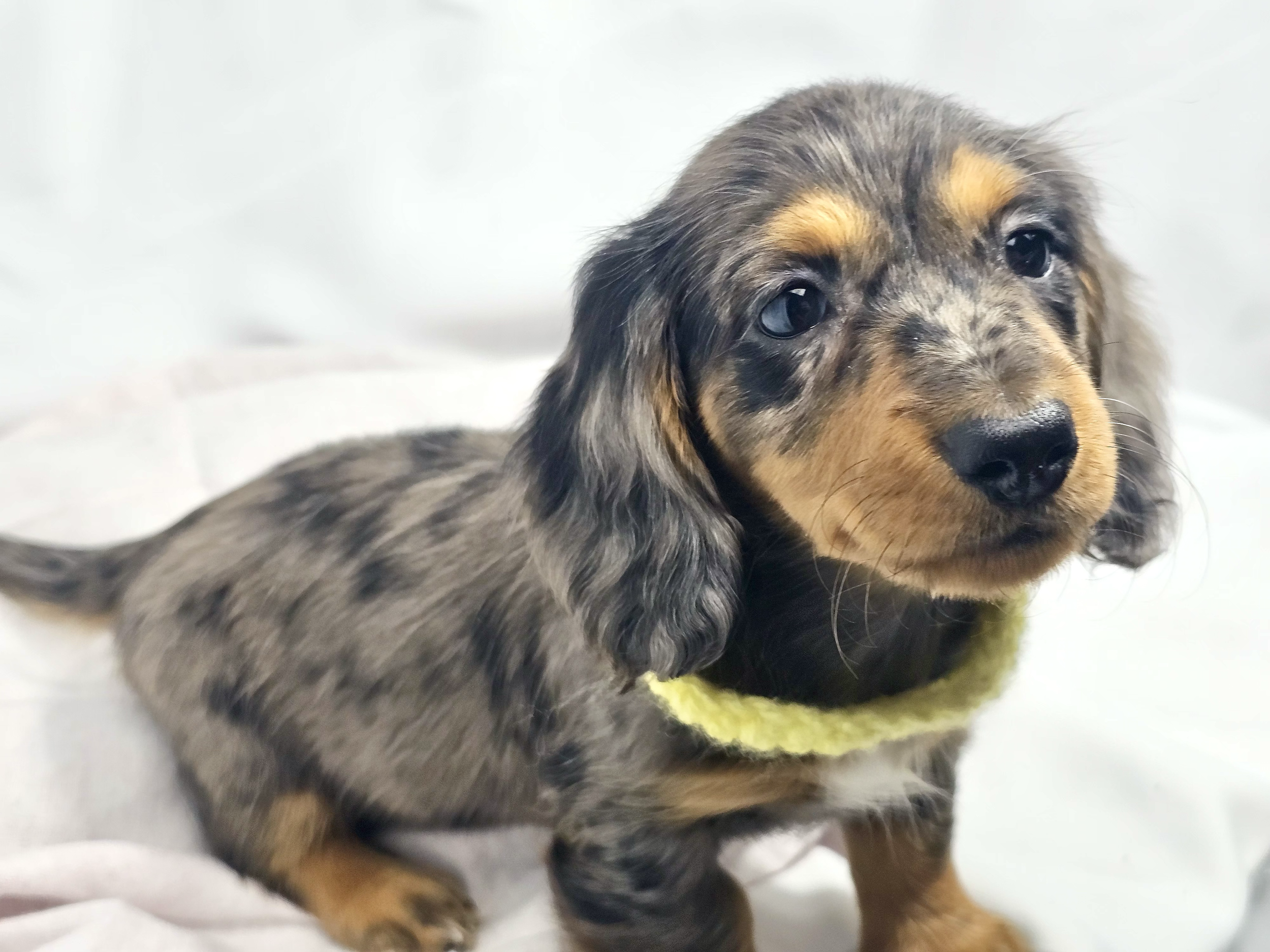 Peeps aka Canela (RESERVED, longhaired girl)