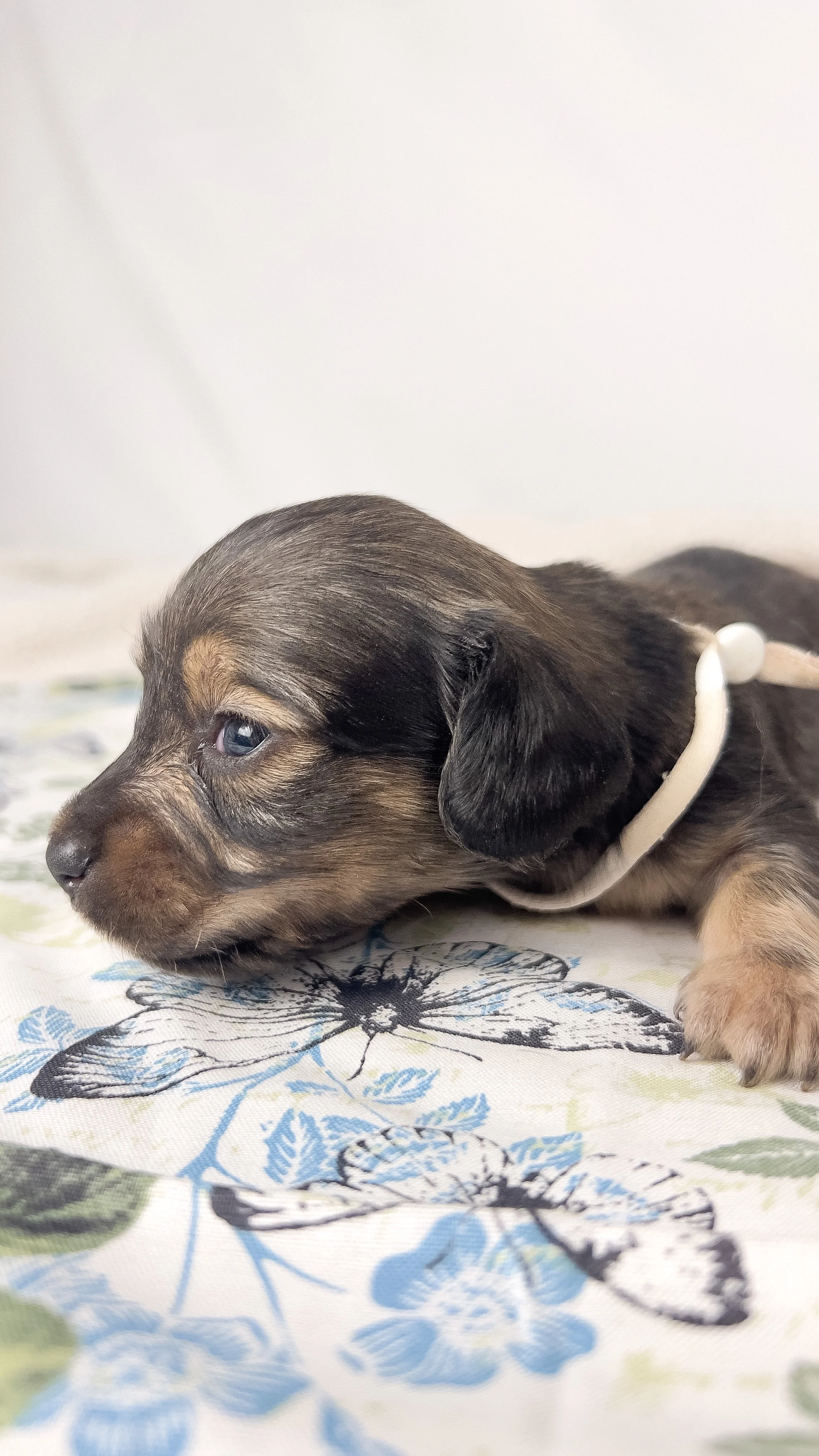 Slice (longhaired boy, $3000 with a $500 deposit towards total)