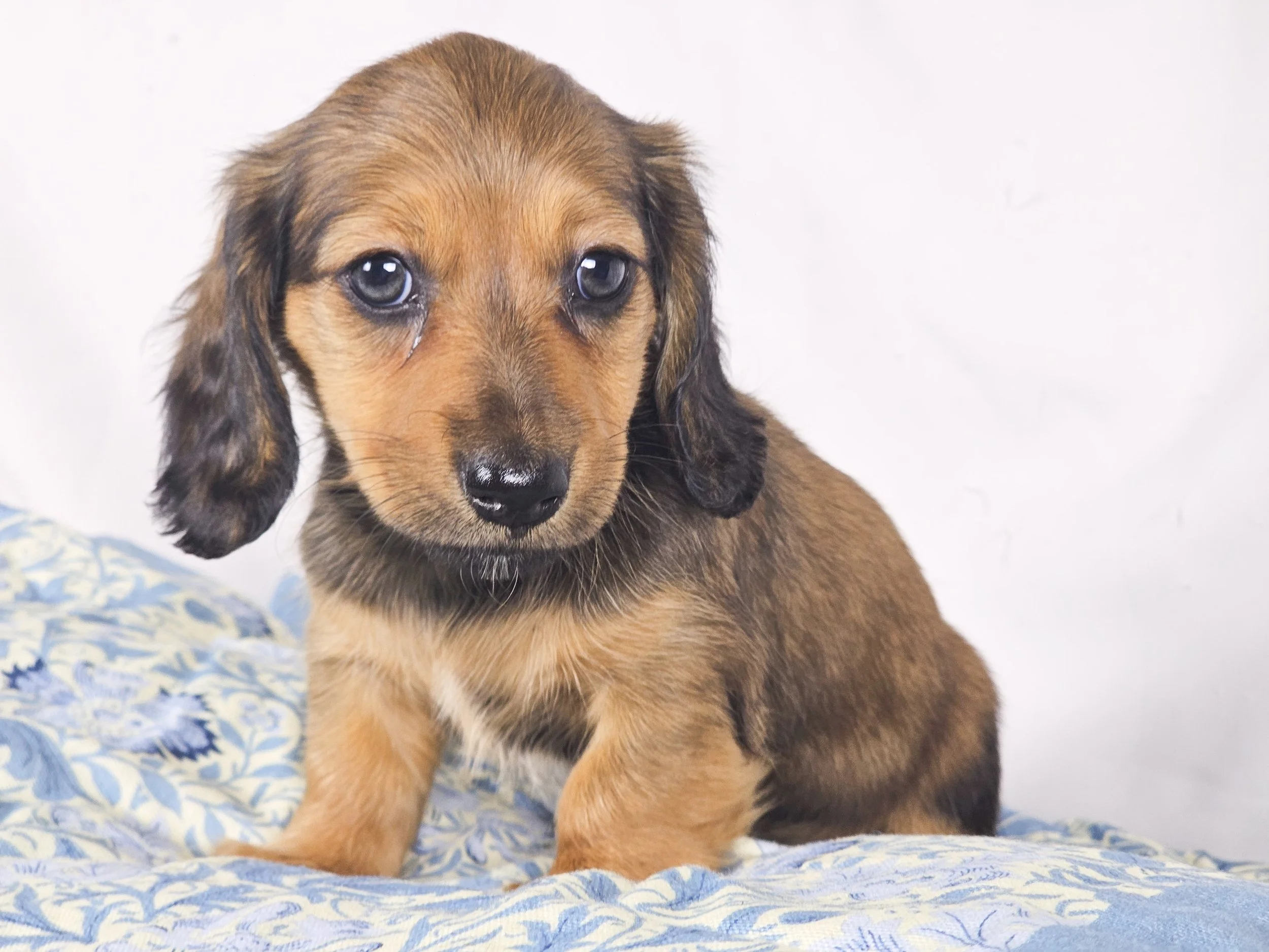 Wavy aka Tate (RESERVED, longhaired girl)