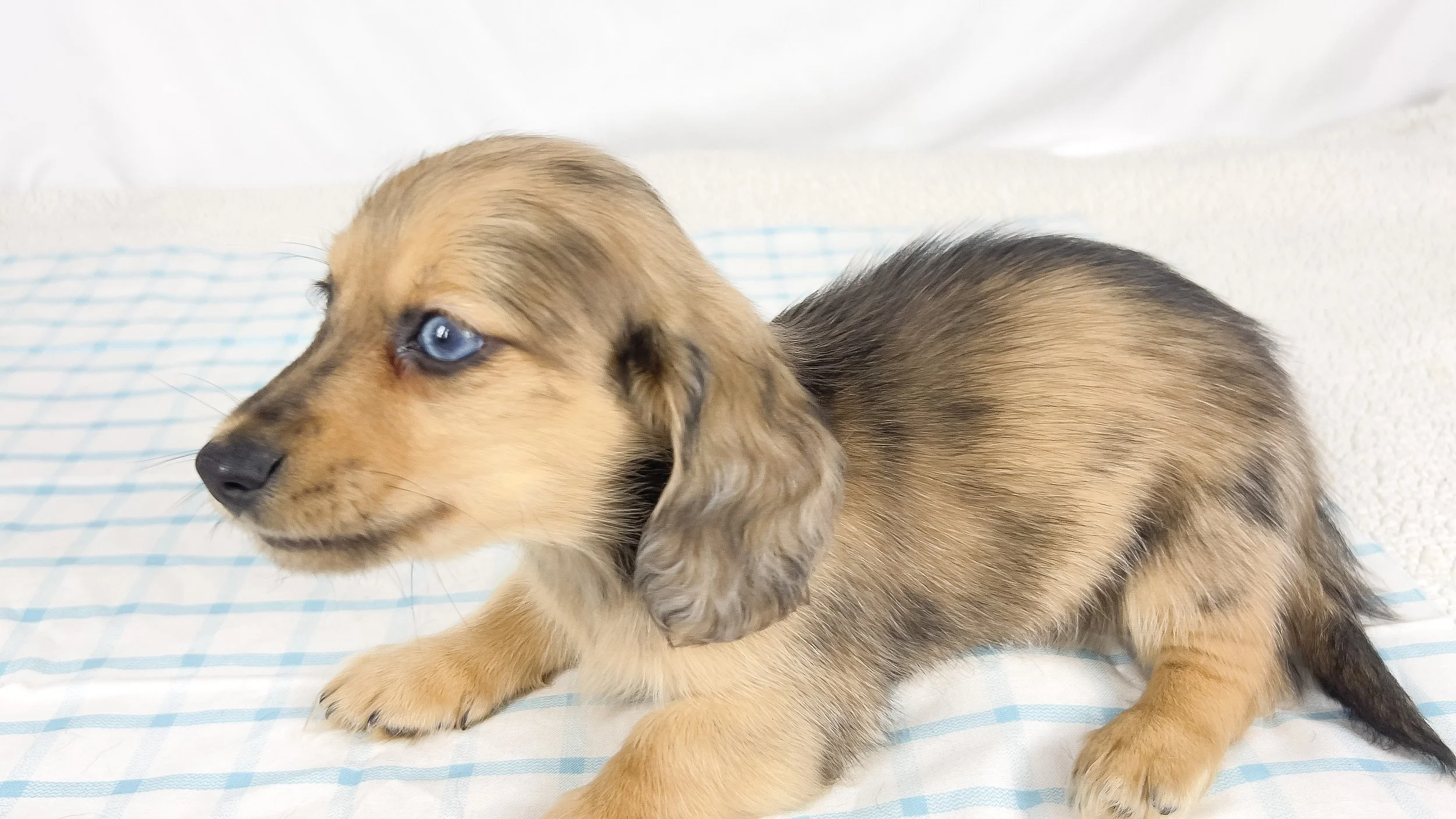 Chicken bake (RESERVED, longhaired boy)