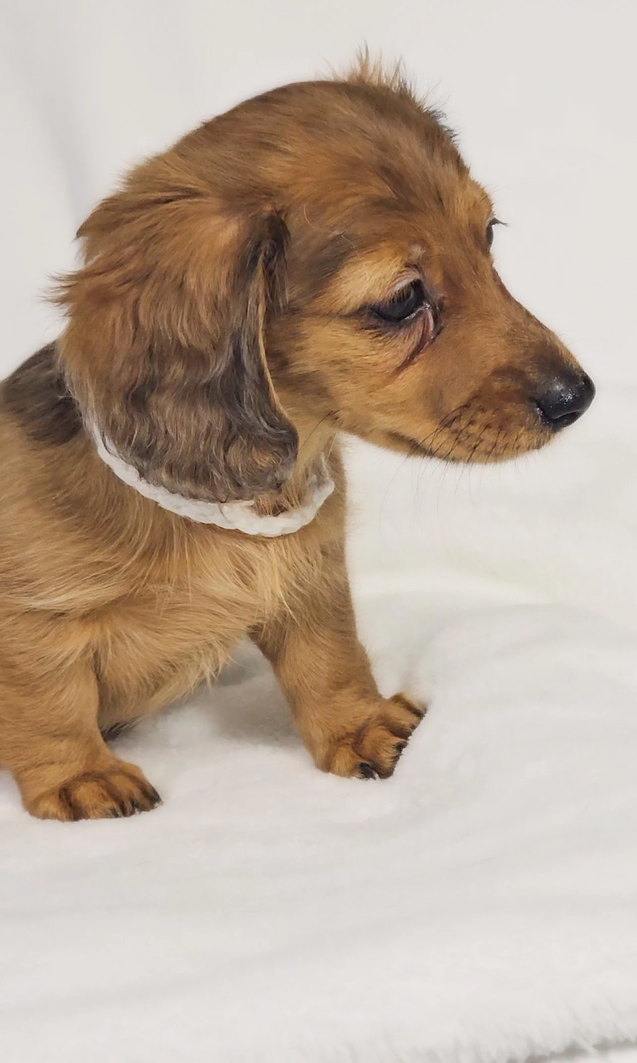 Sand aka Penelope (RESERVED, longhaired girl)