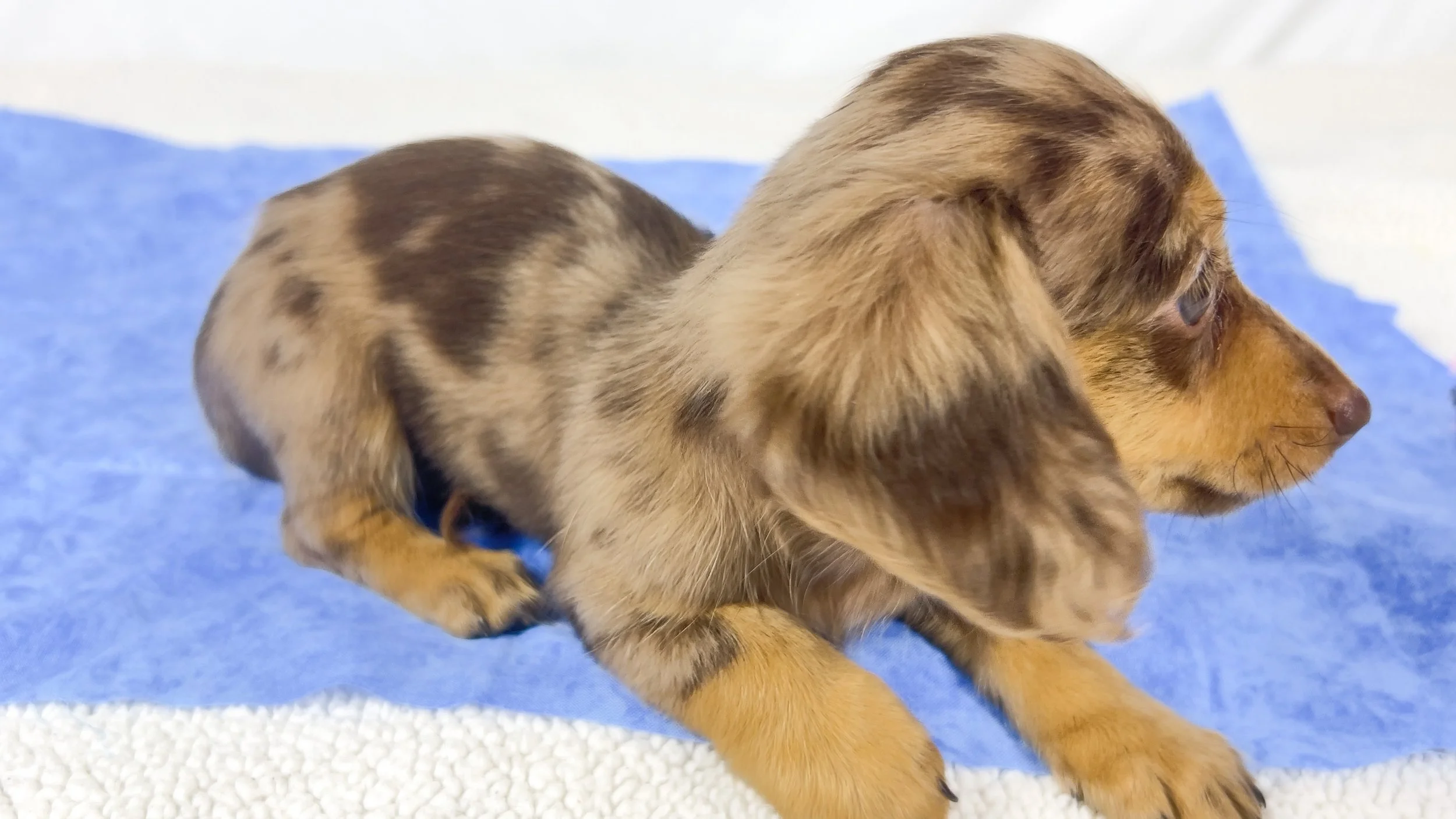 Hot fudge aka Reese (RESERVED, longhaired girl)