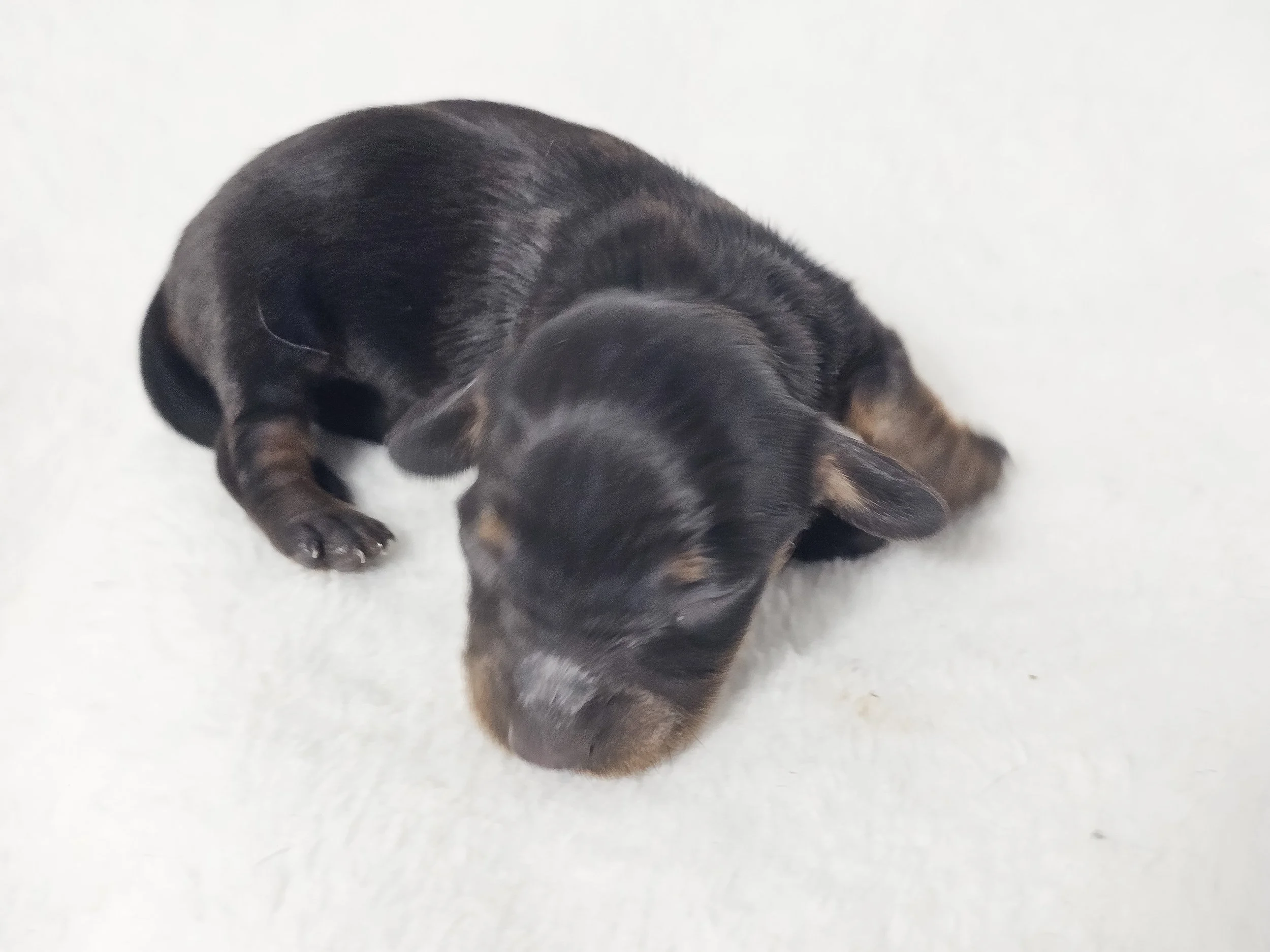 Berry (longhaired girl, $3000 with a $500 deposit towards total)