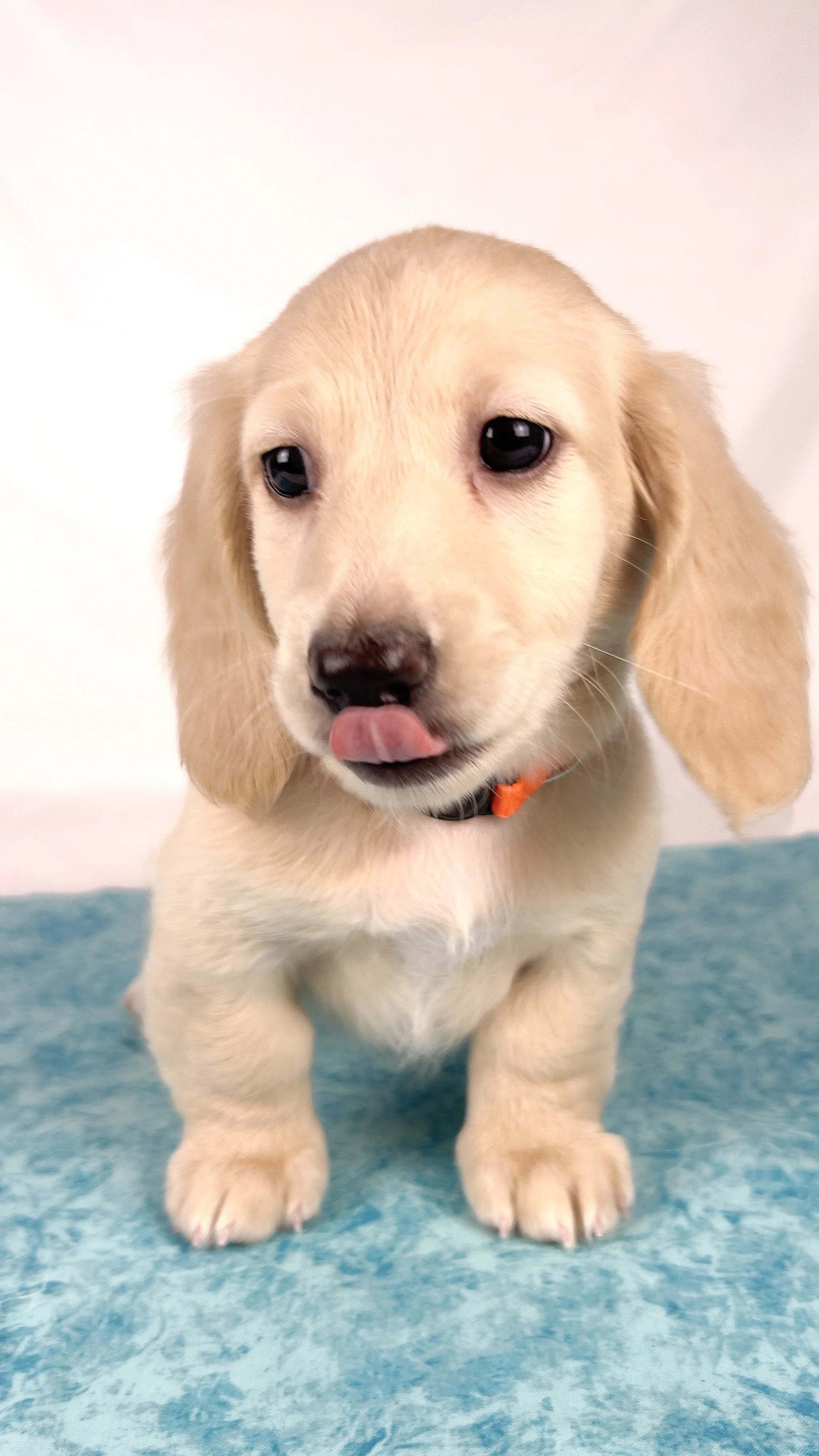 Cheddar aka Benson (RESERVED, longhaired boy)