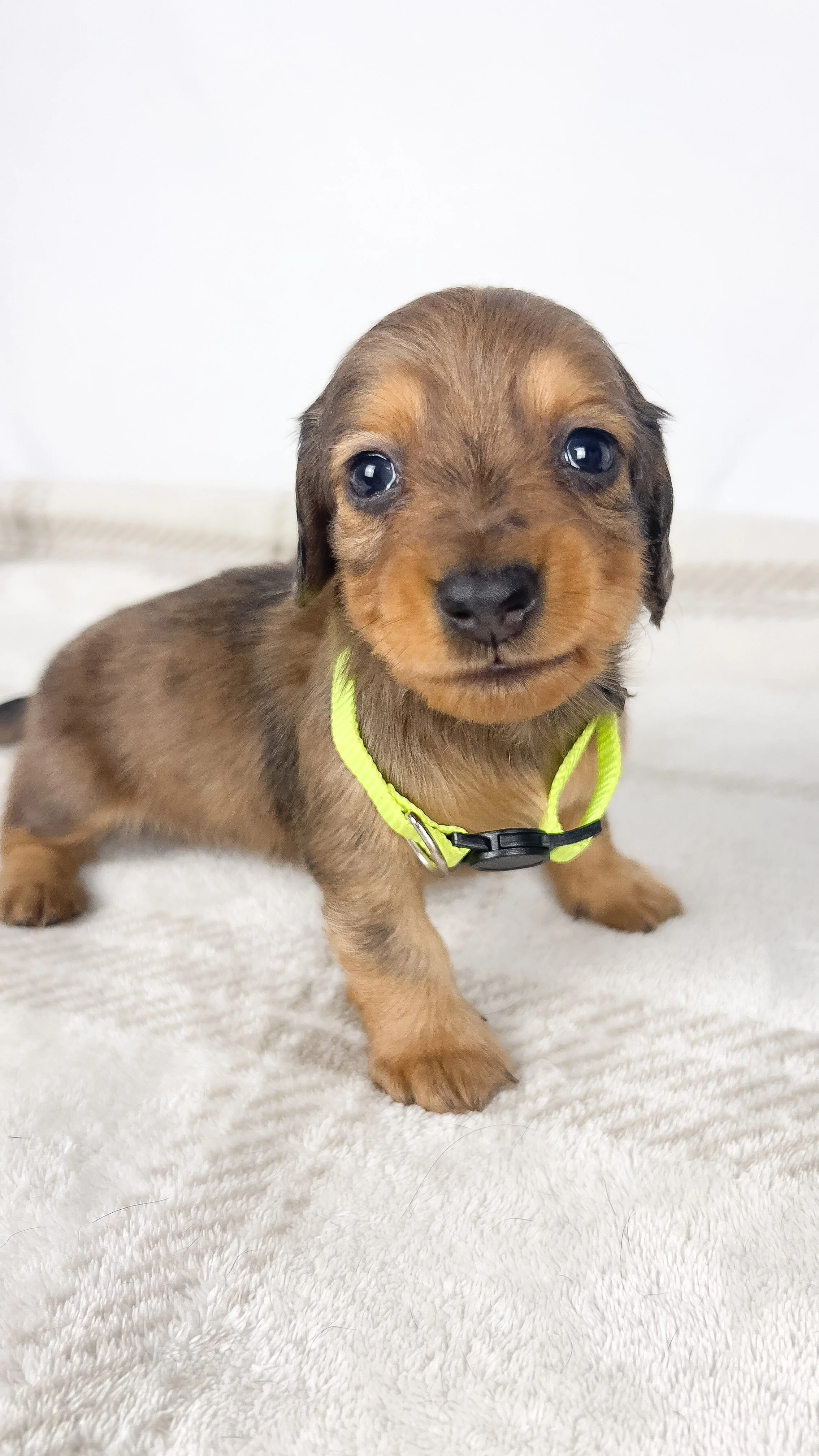 Peanuts (RESERVED, longhaired boy)