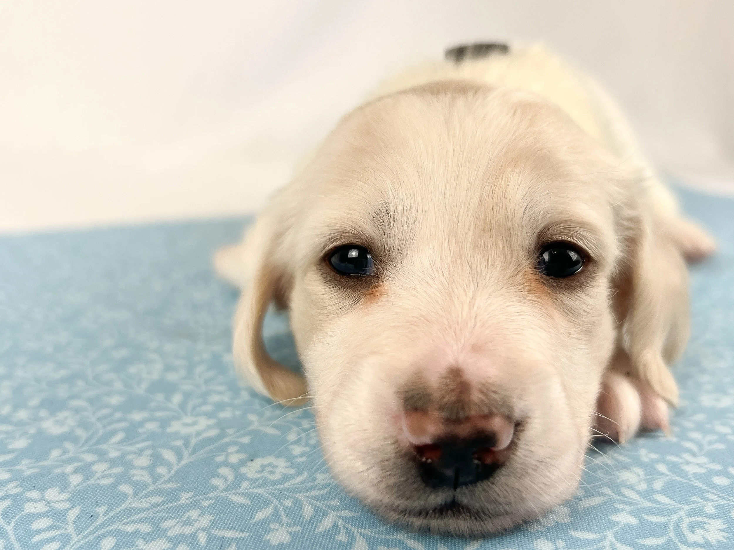 Pepperjack (longhaired boy, $4000 with a $500 deposit towards total)