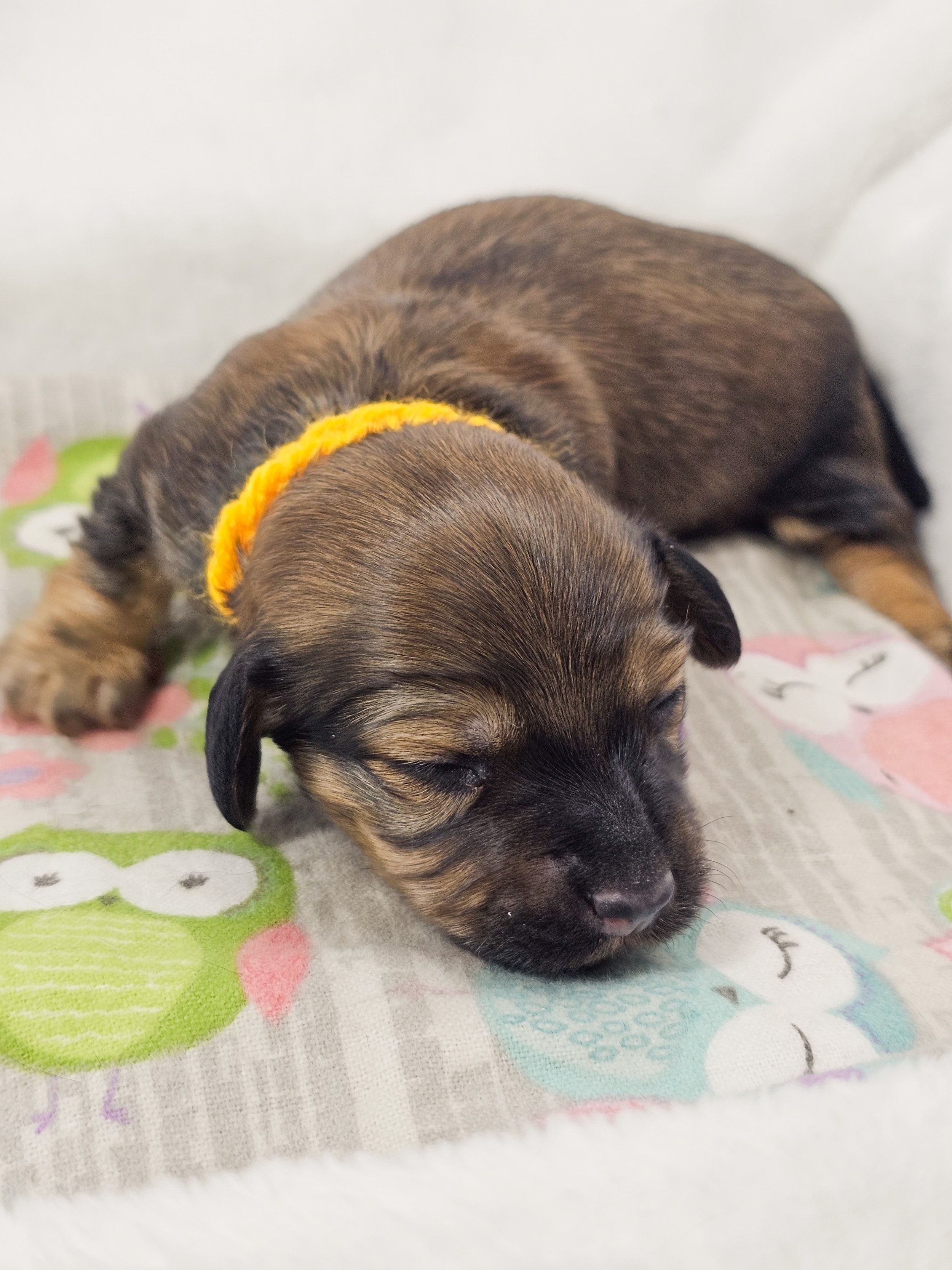 Sunflower (longhaired girl, $4000 with a $500 deposit towards total)