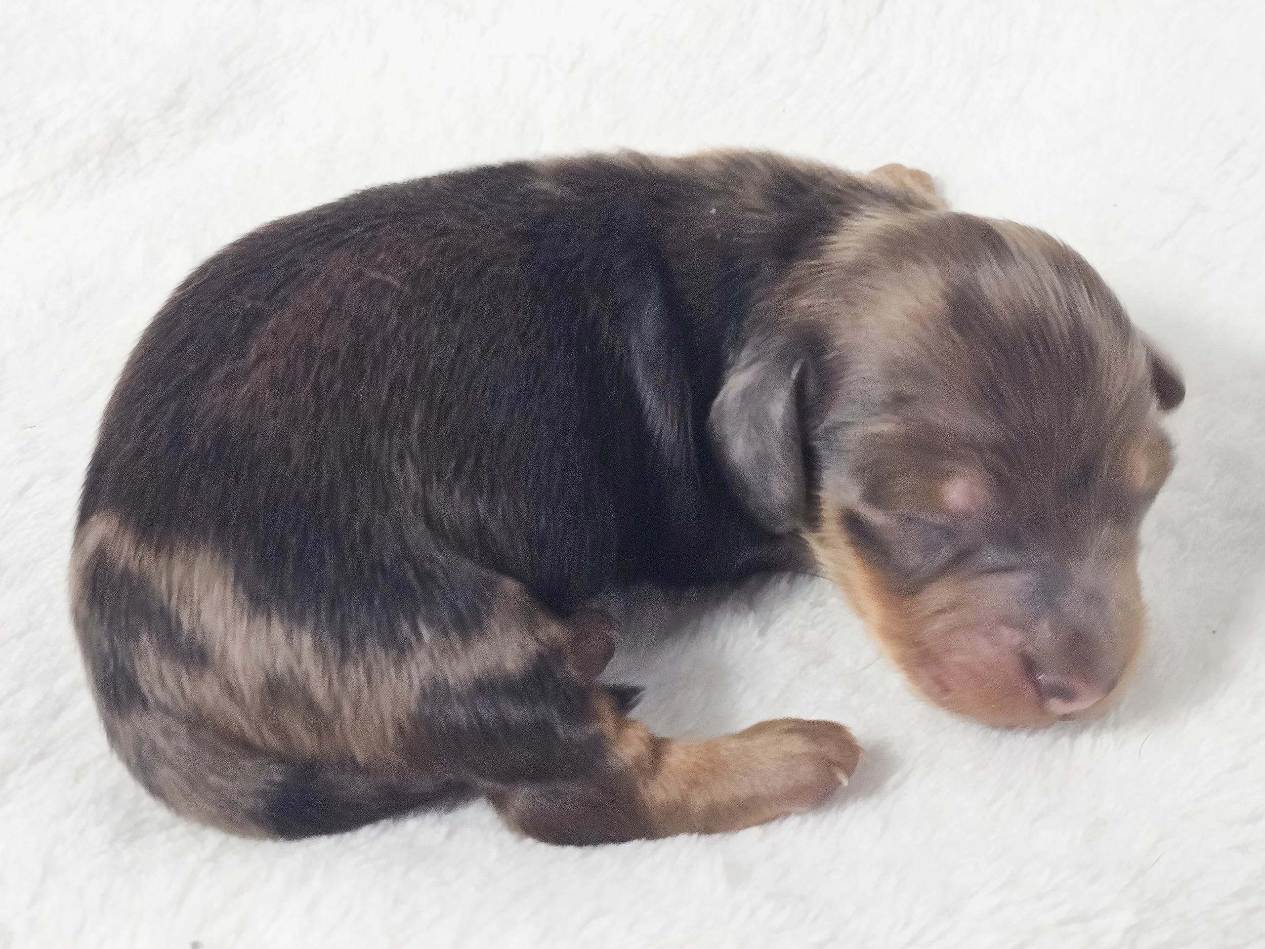 Fig (longhaired boy, $3000 with a $500 deposit towards total)