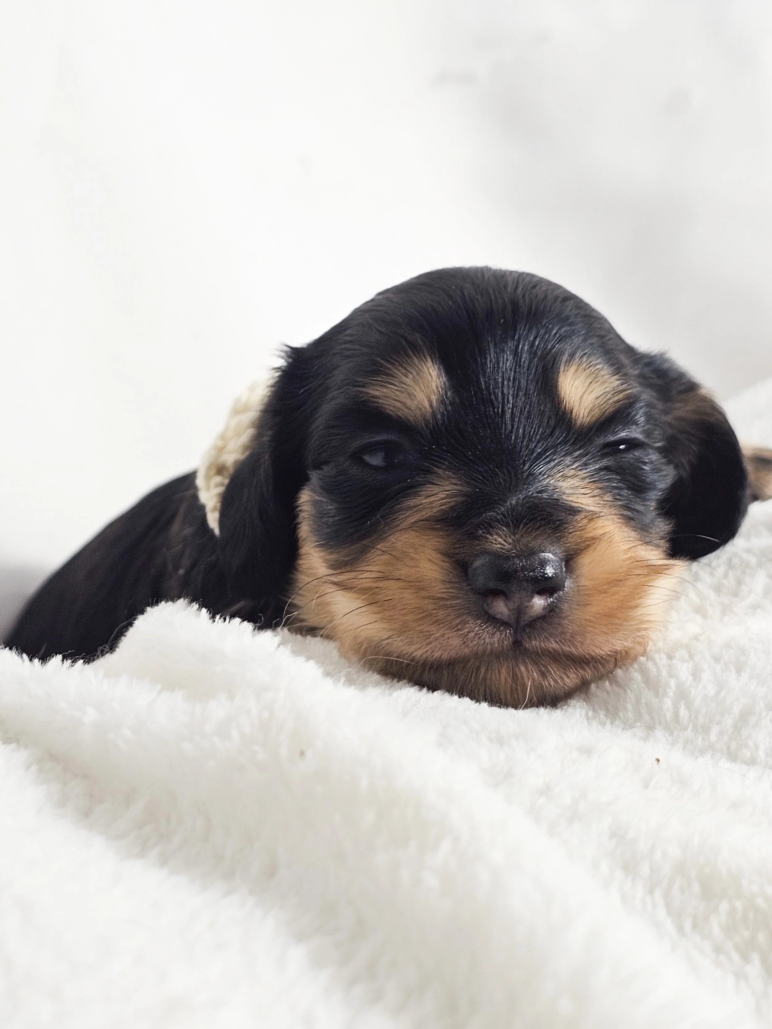 Salted Caramel Cream (longhaired girl, $3000 with a $500 deposit towards total)