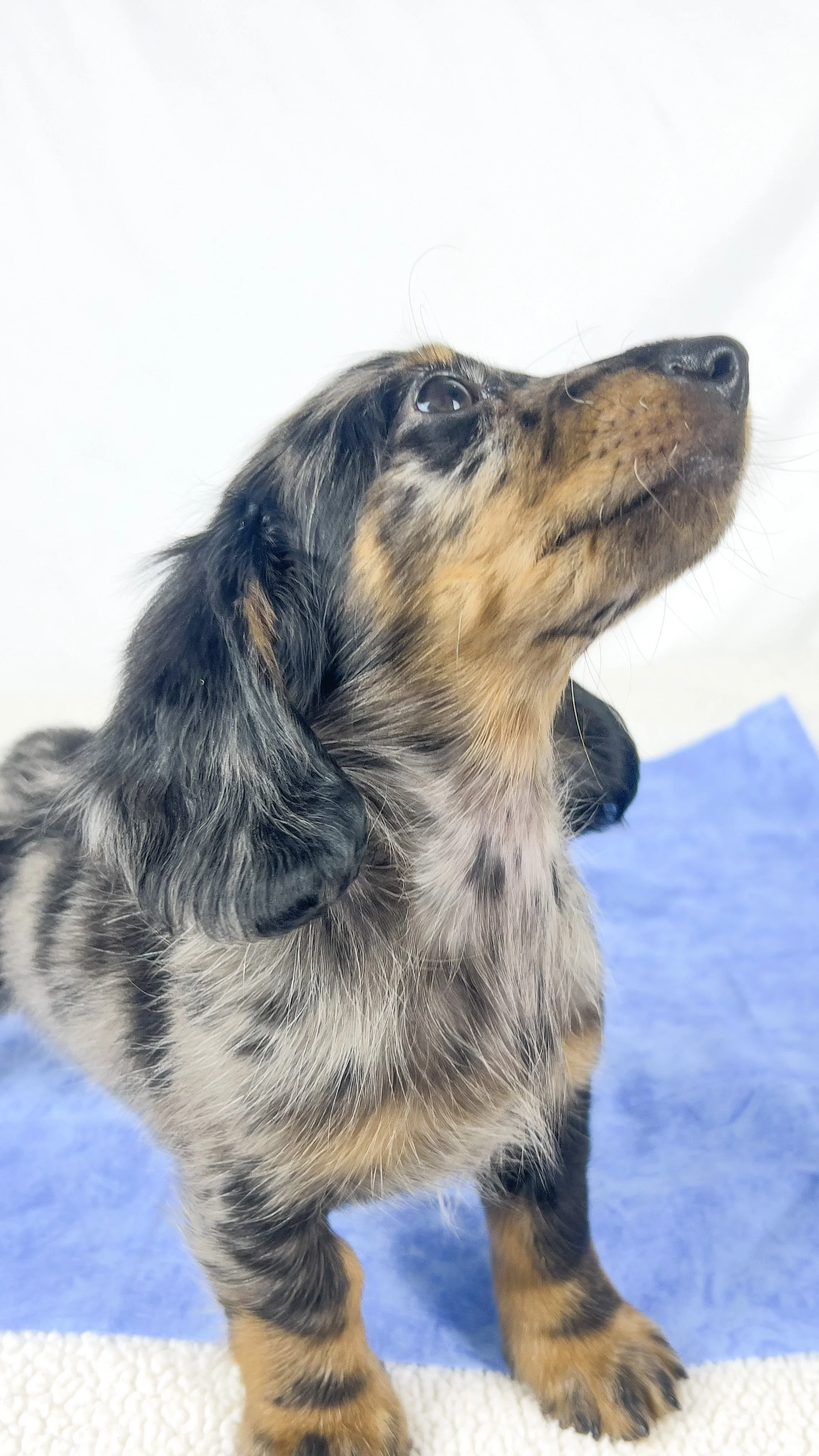 Strawberry aka Tank (RESERVED, longhaired boy)