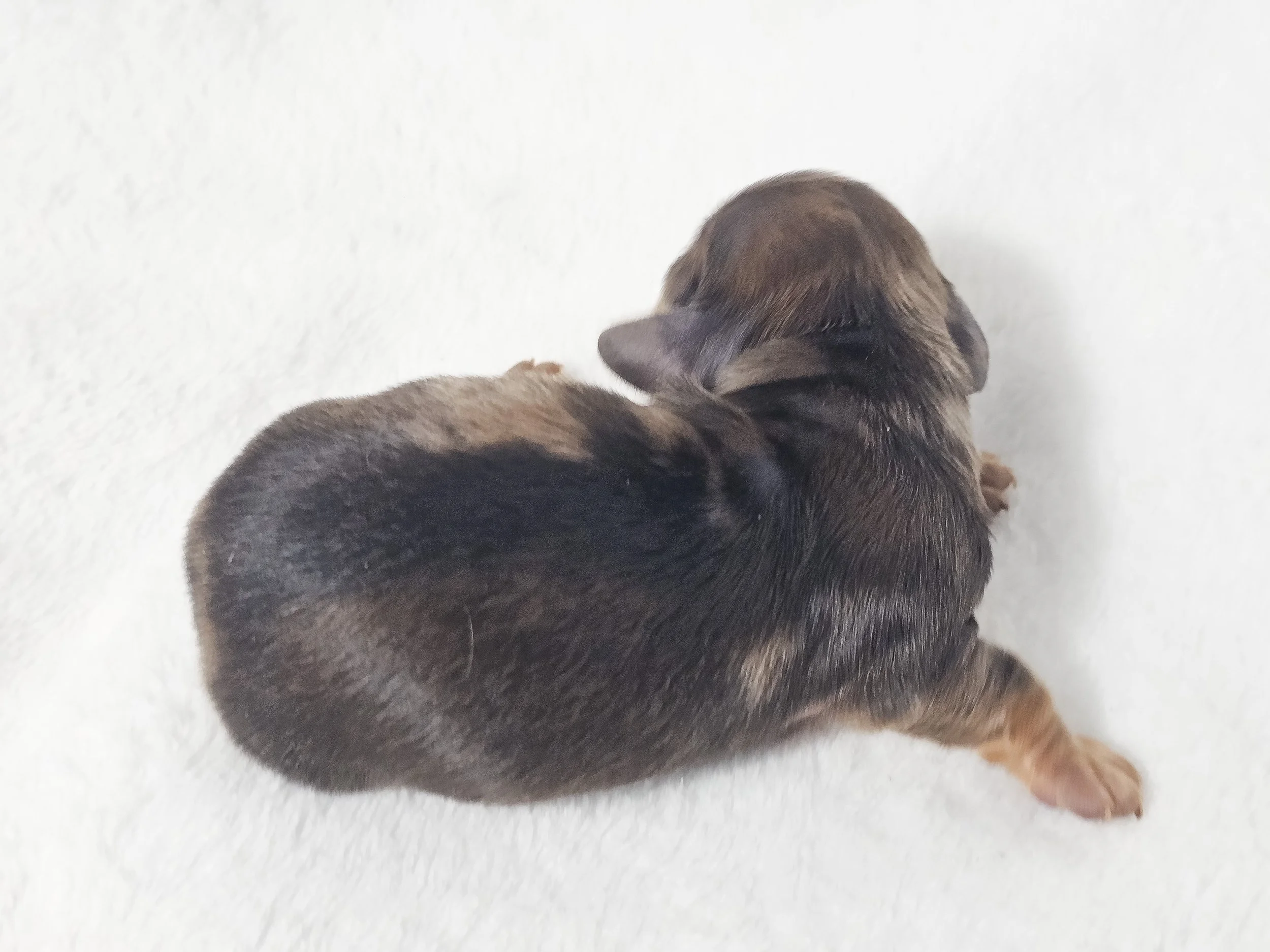 Fig (longhaired boy, $3000 with a $500 deposit towards total)