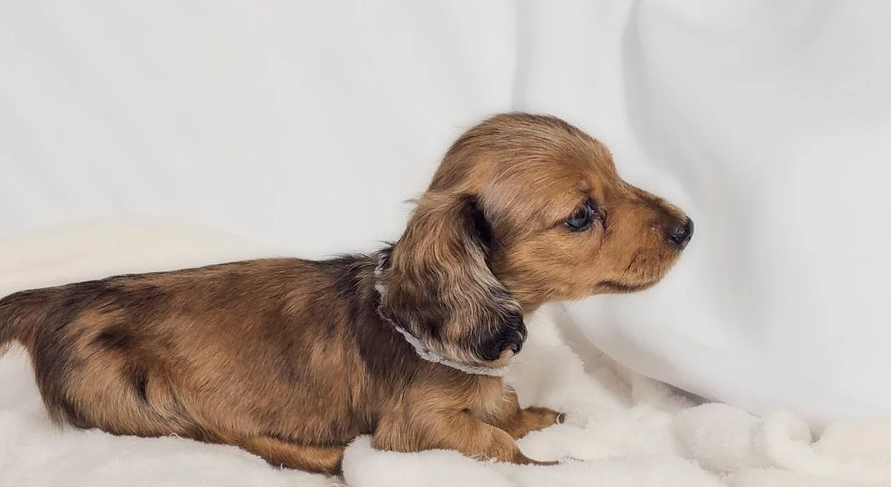 Orchid (RESERVED, longhaired girl)