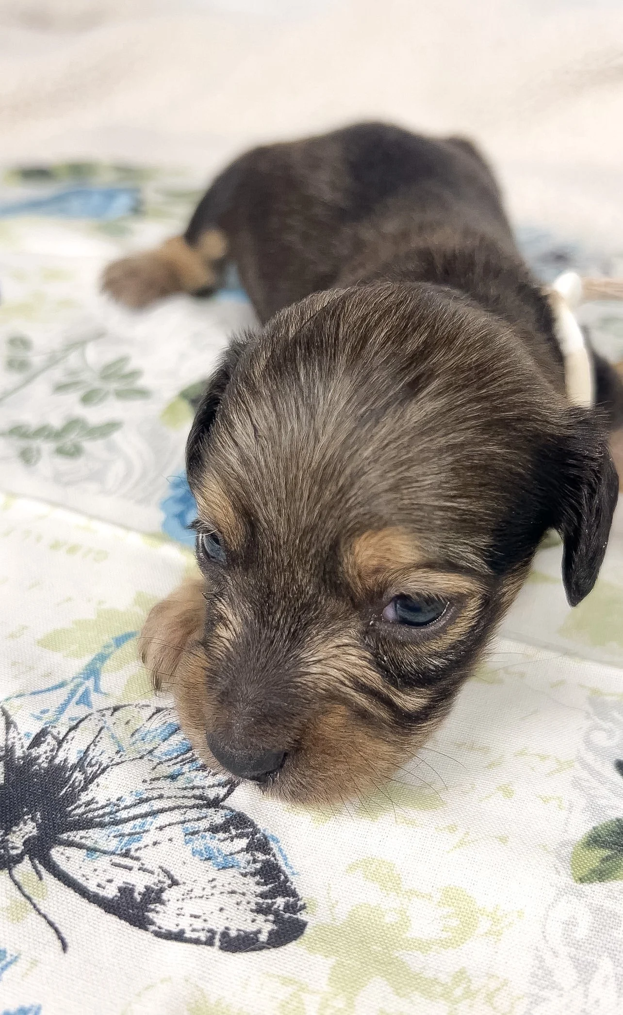 Slice (longhaired boy, $3000 with a $500 deposit towards total)