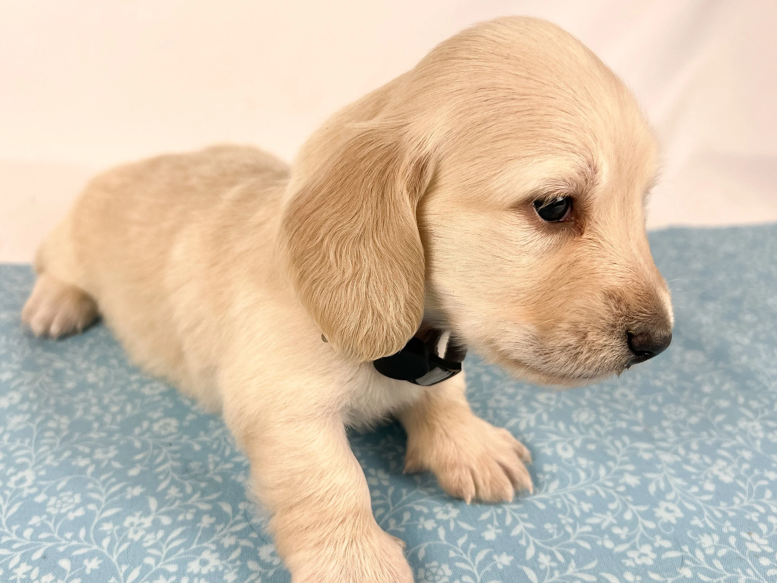 Parmesan aka Wally (RESERVED, longhaired boy)