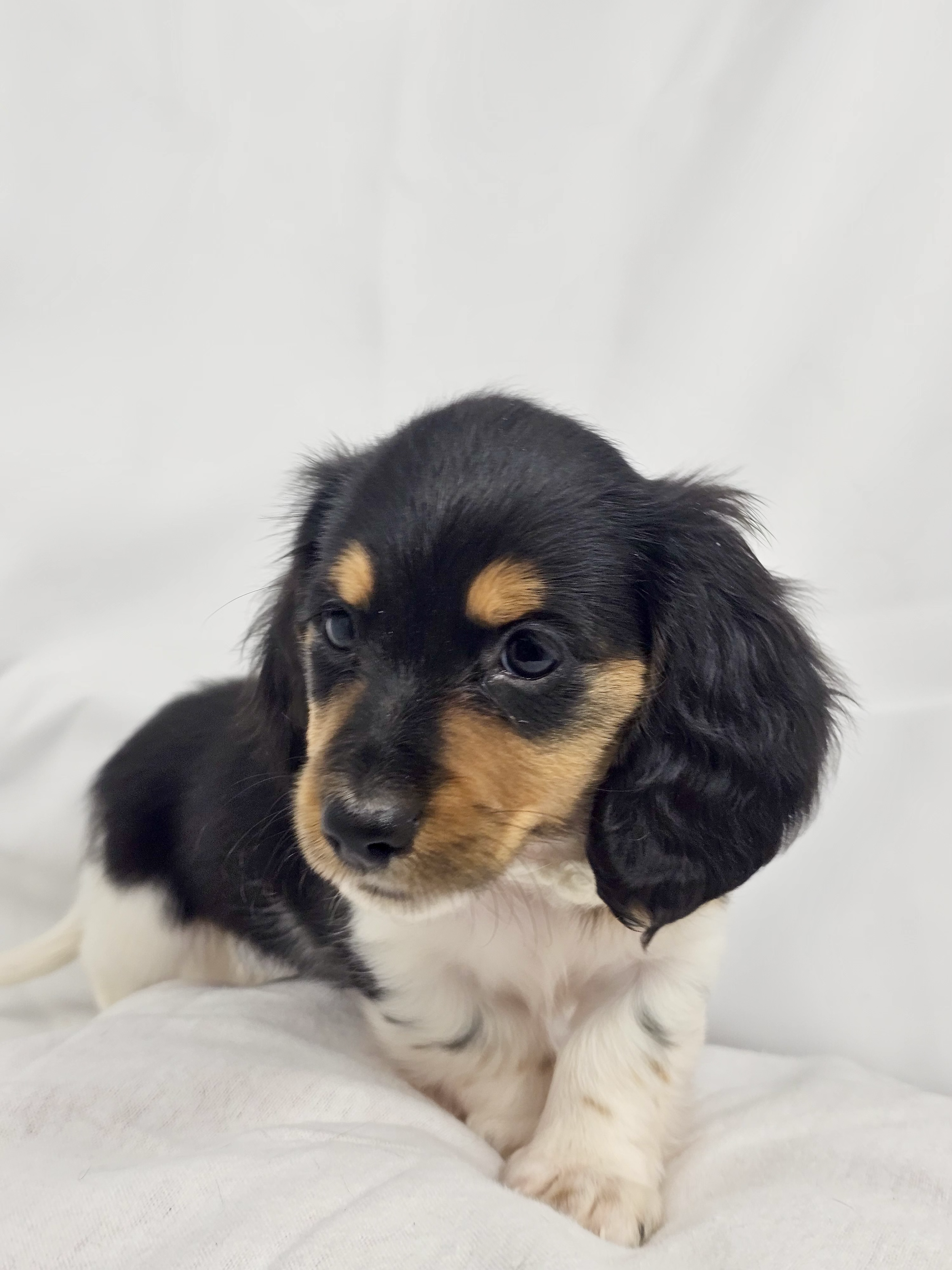 Marshmallow (RESERVED, longhaired boy)