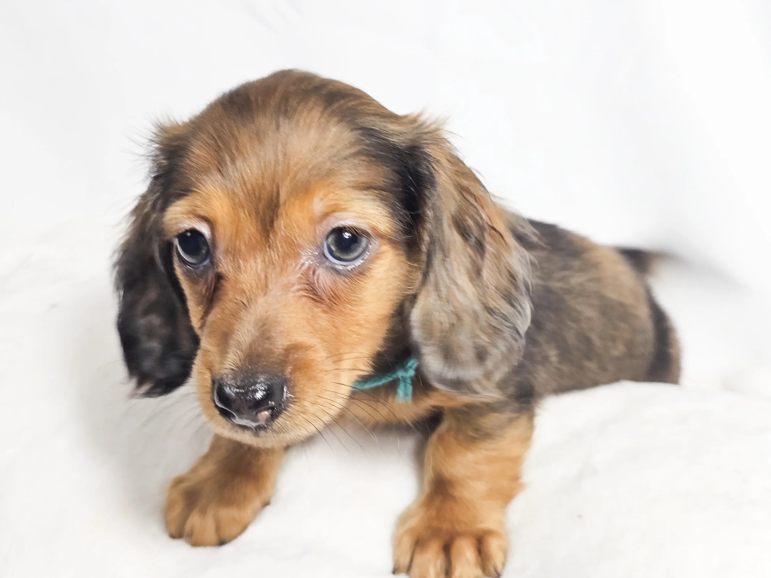 Fig (RESERVED, longhaired boy)