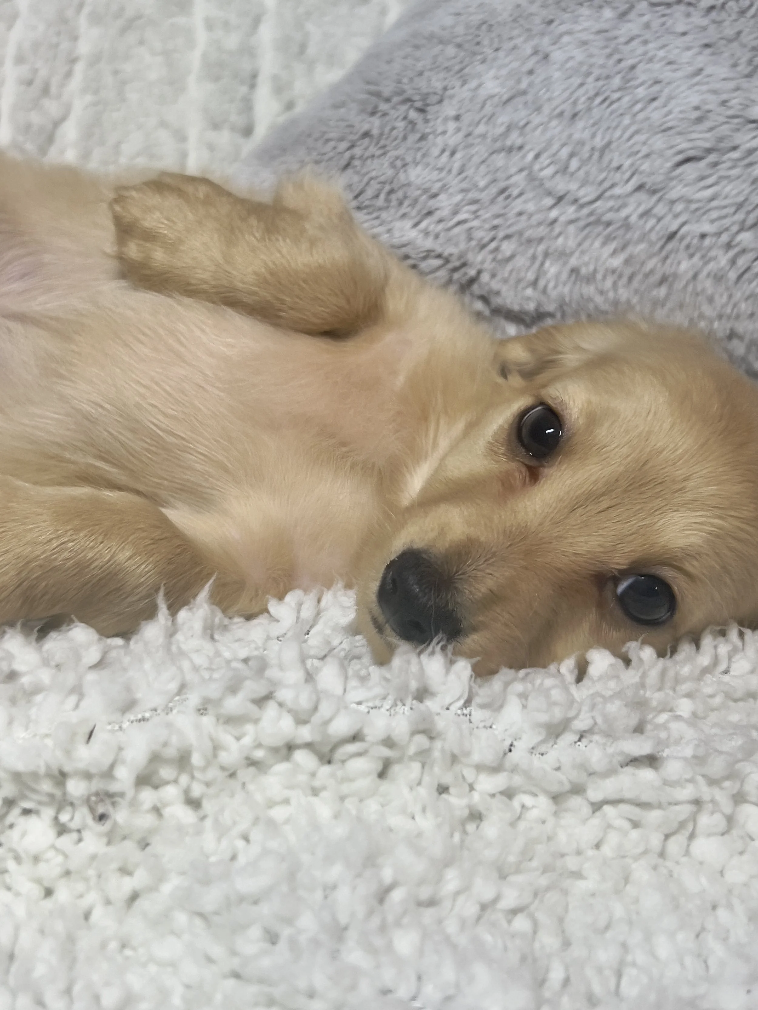 Sparkler aka Cannoli (RESERVED, longhaired boy)