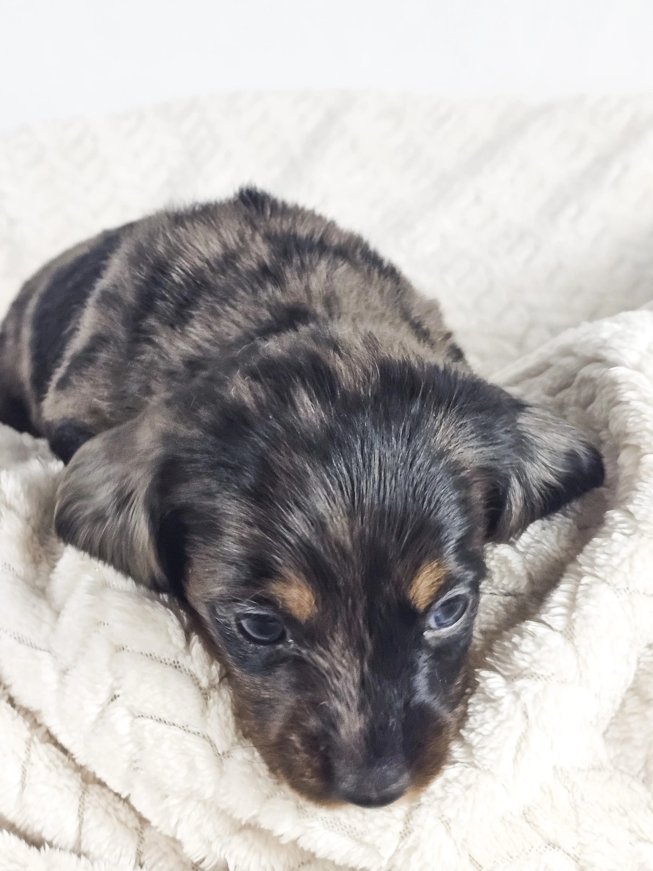 Honeydew (longhaired boy, $2500 with a $500 deposit towards total)