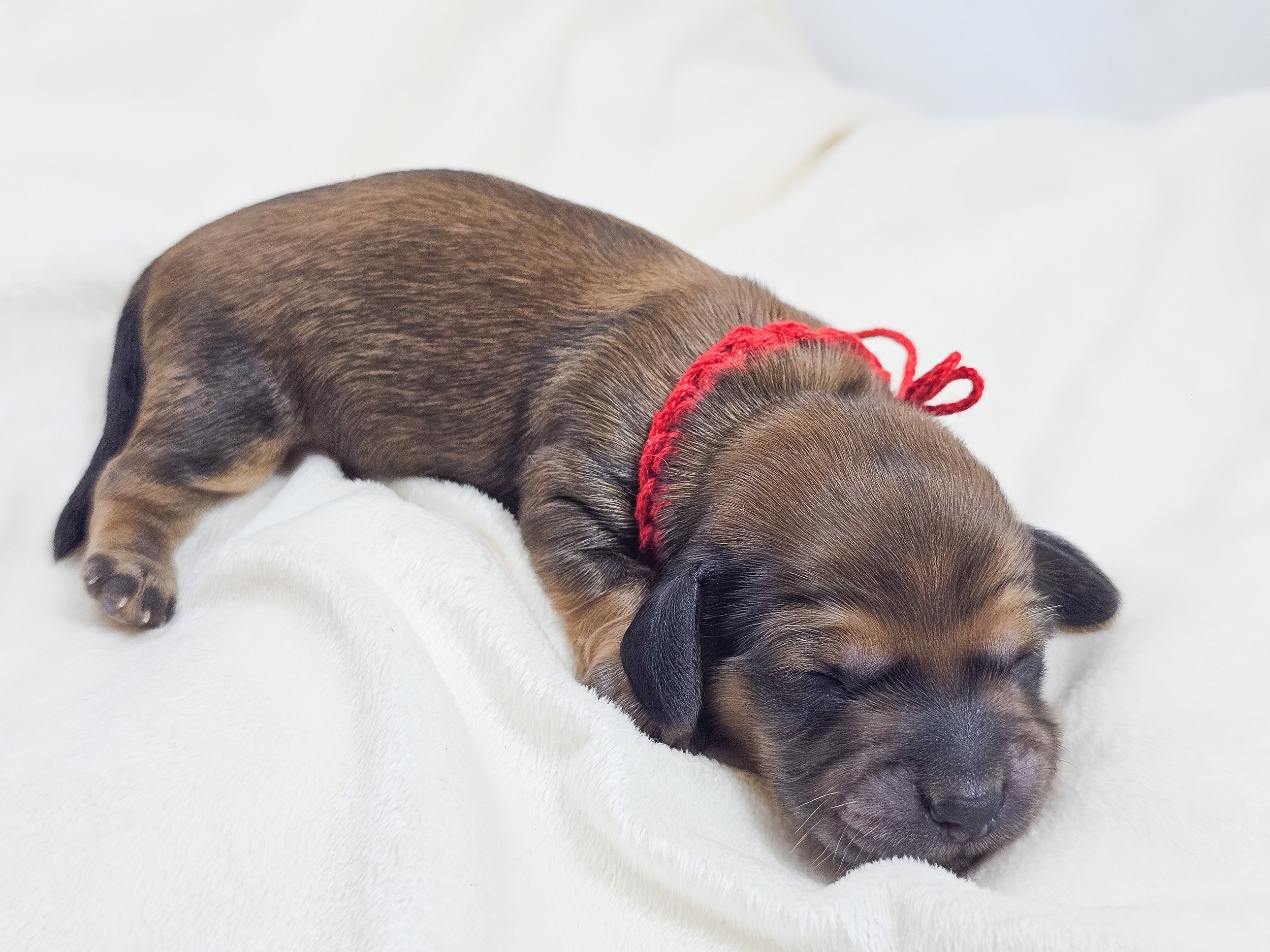 Patty (longhaired boy, $3300 with a $500 deposit towards total)