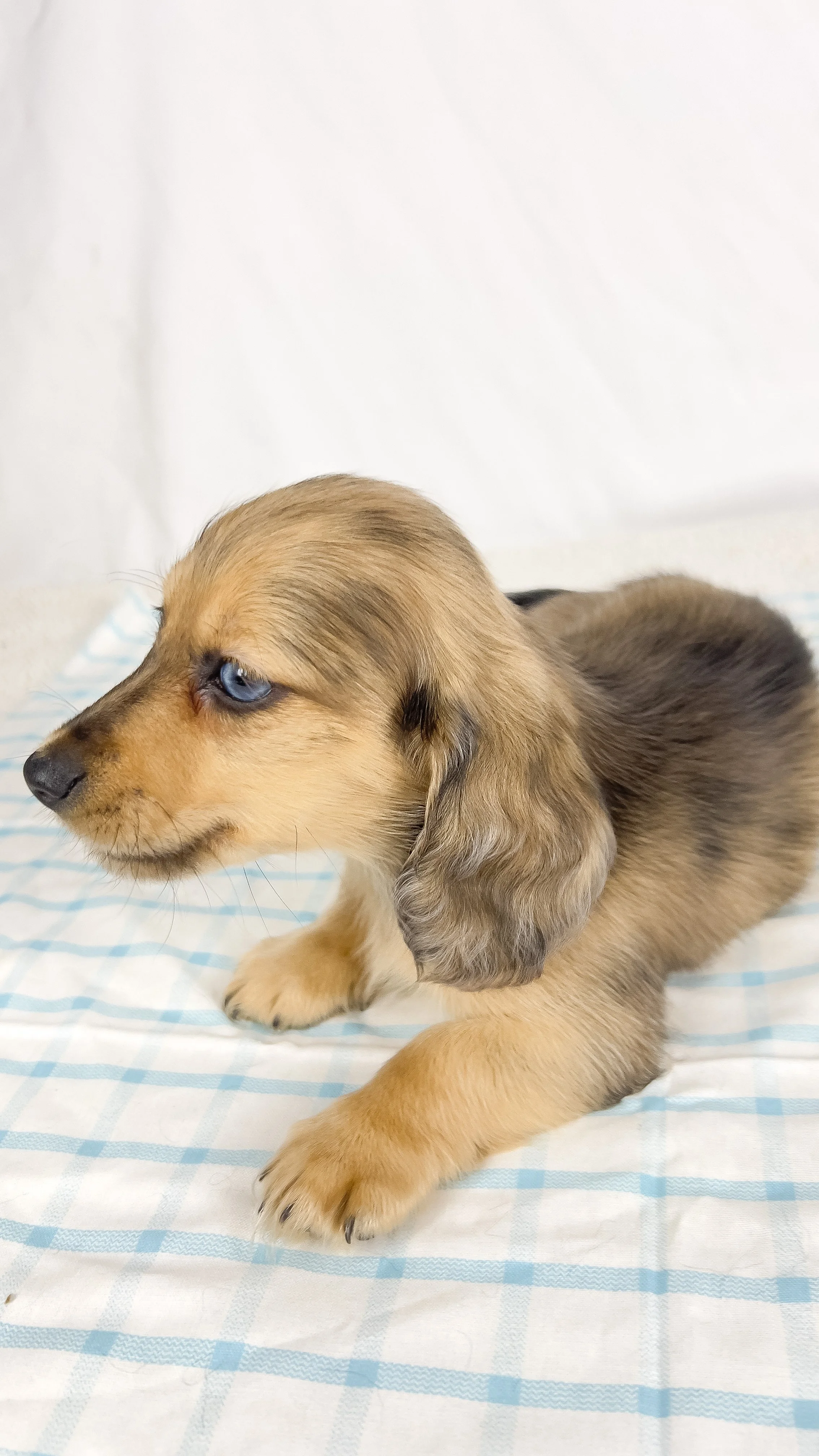 Chicken bake (RESERVED, longhaired boy)